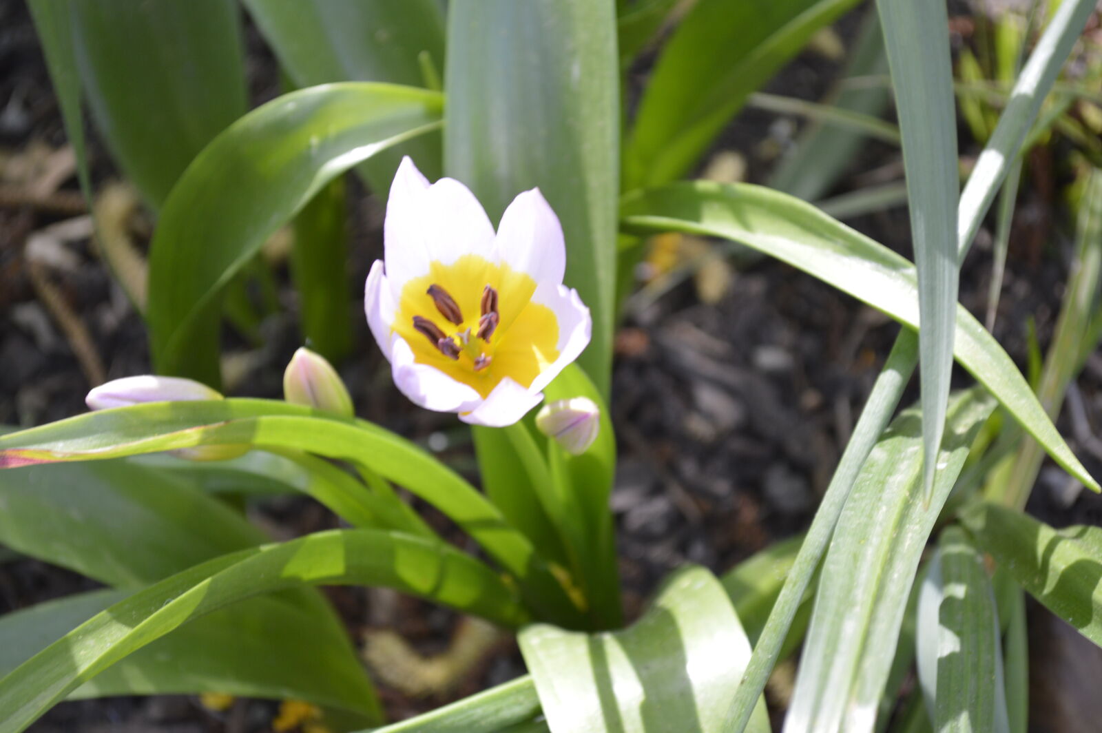Nikon D3200 sample photo. Bloom, flower, spring, white photography
