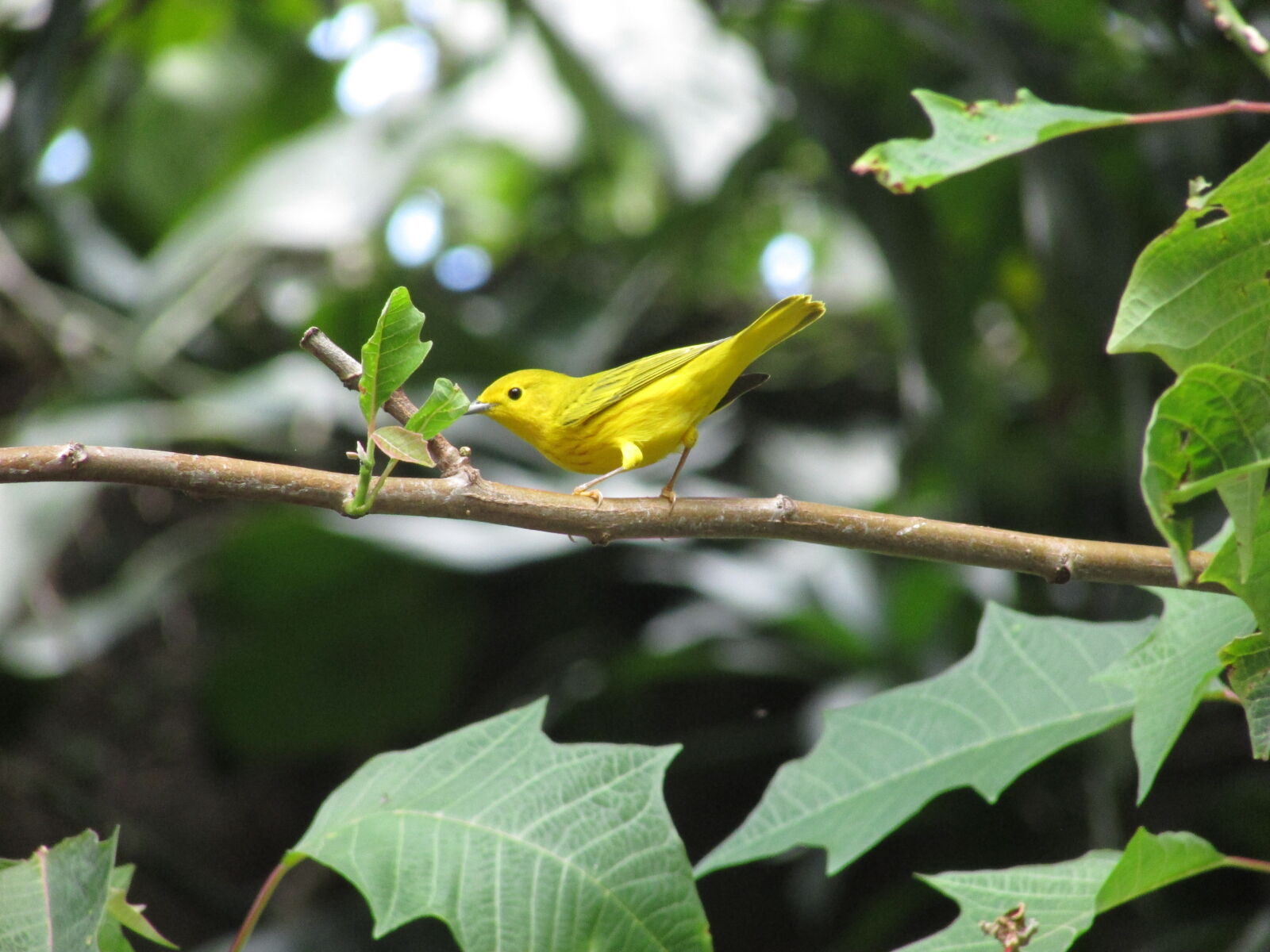 Canon PowerShot SX400 IS sample photo. Animal, animals, bird, cute photography