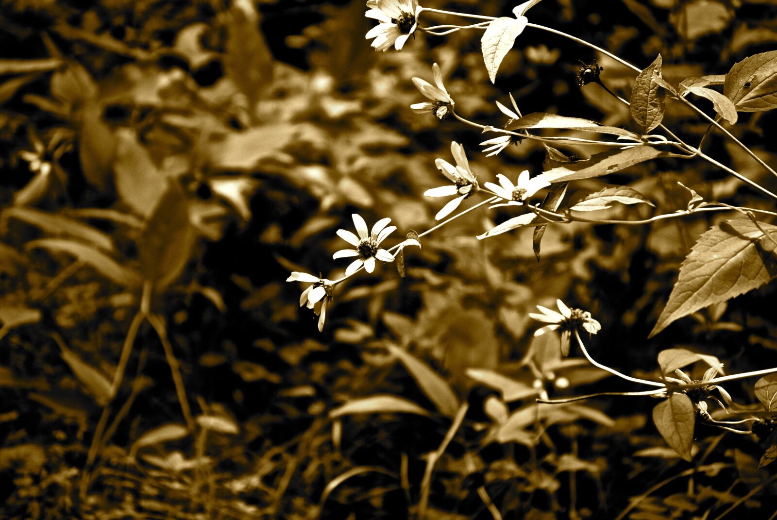 Nikon D3000 sample photo. Flowers, woods, nature photography