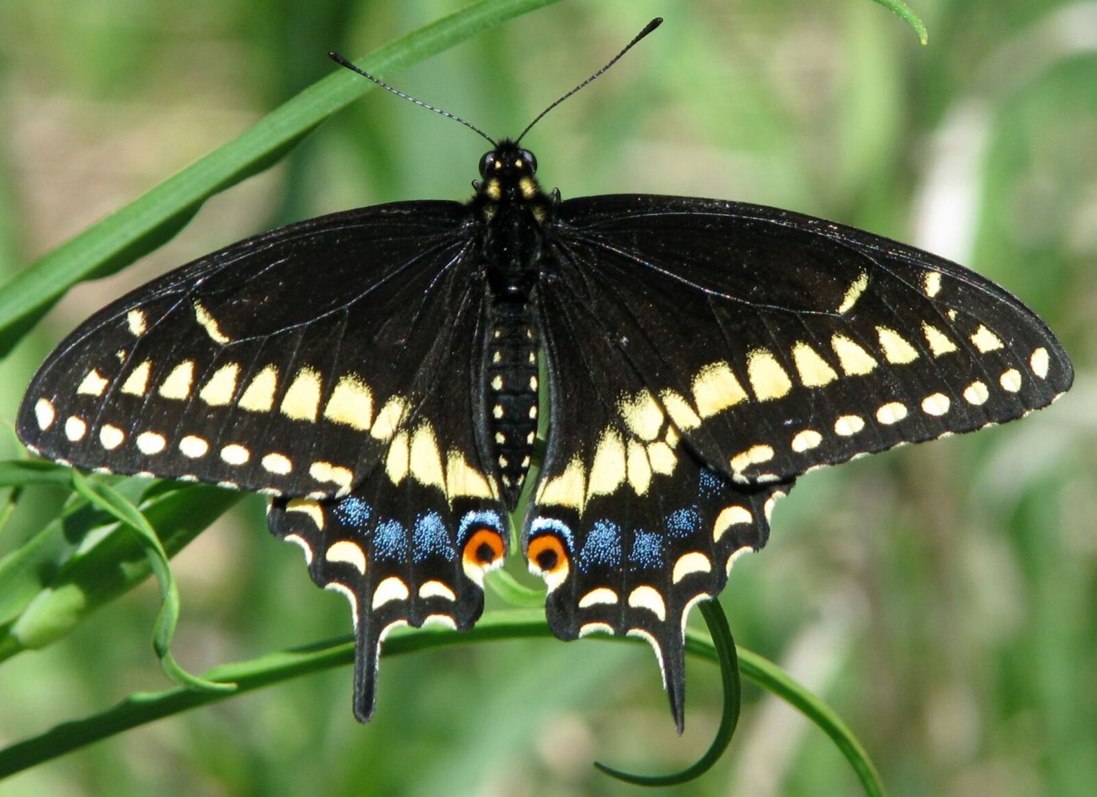 Canon POWERSHOT S5 IS sample photo. Eastern black swallowtail, american photography