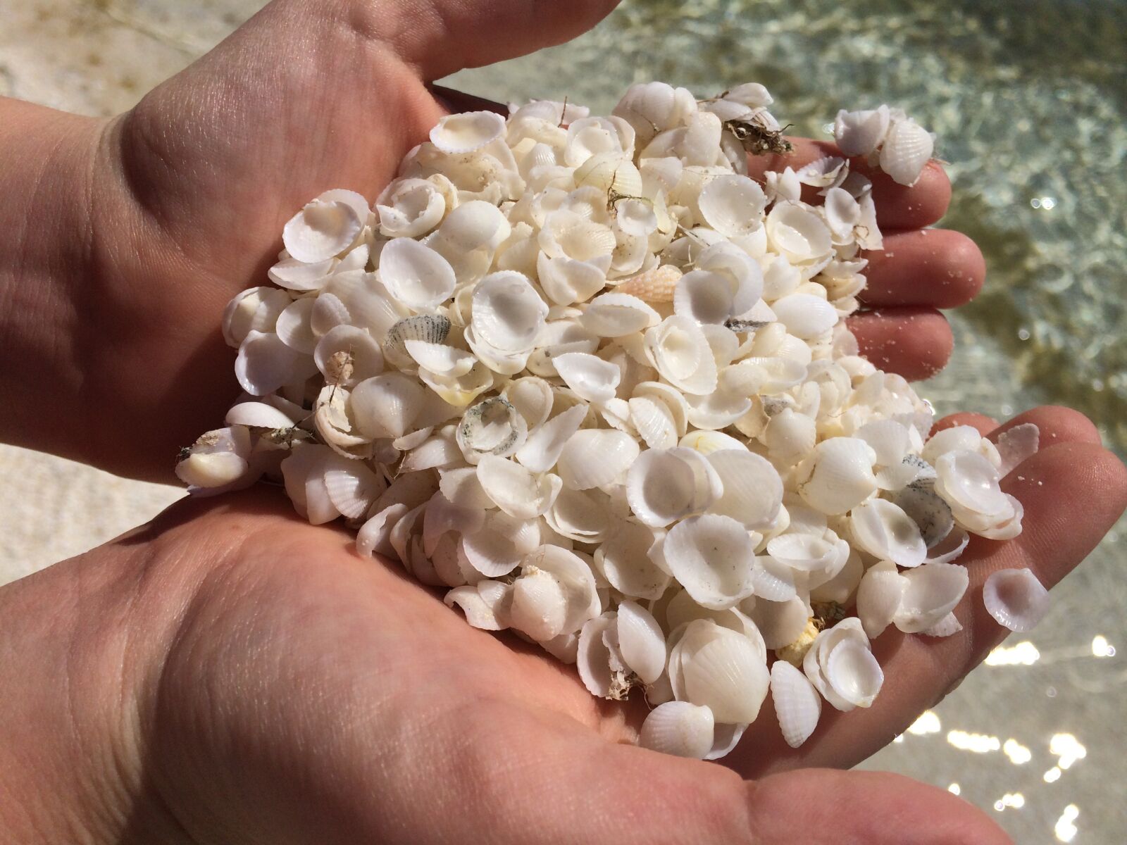 iPhone 5s back camera 4.12mm f/2.2 sample photo. Shells, hands, beach photography