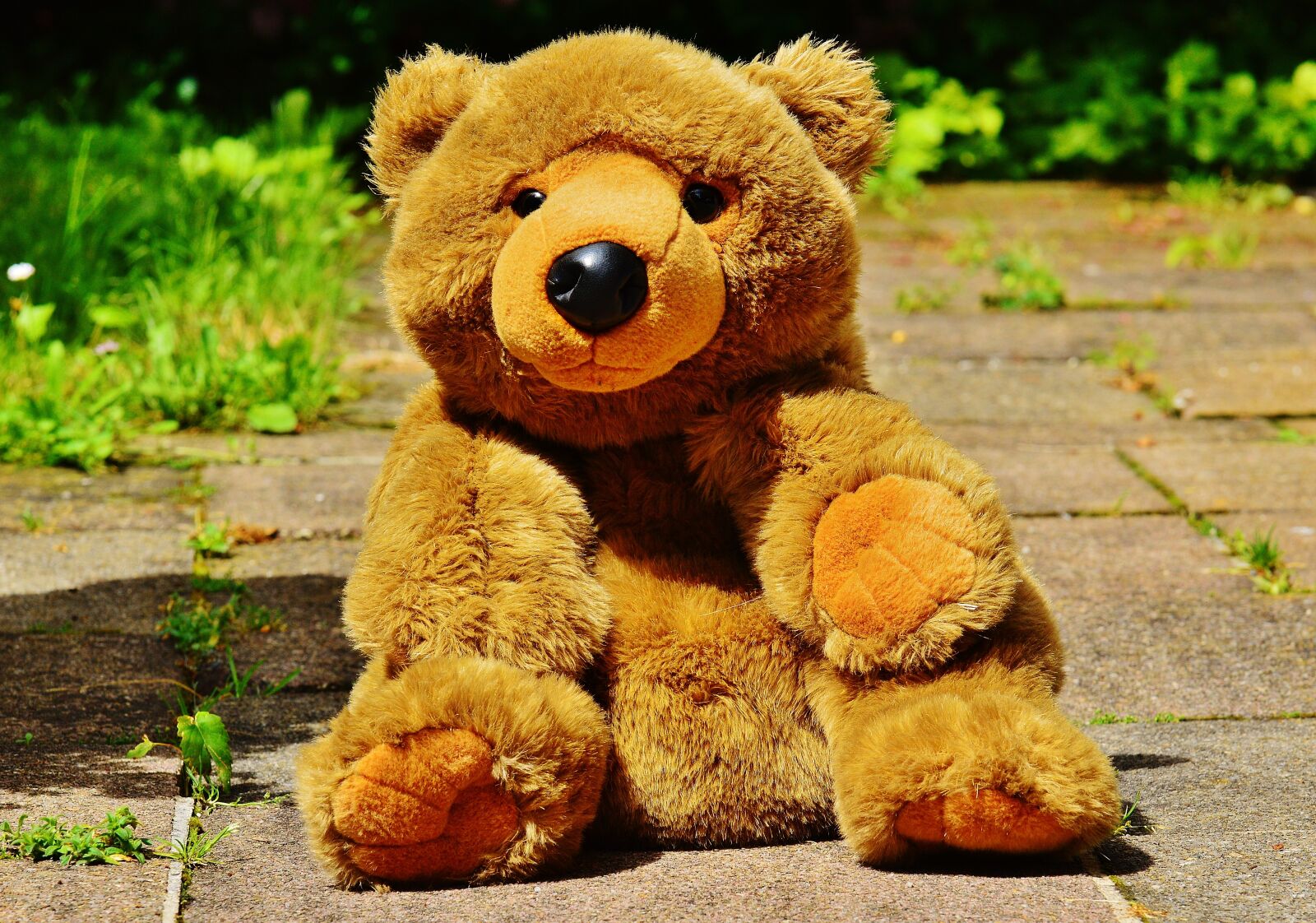 Nikon D3200 sample photo. Teddy, bear, bears photography
