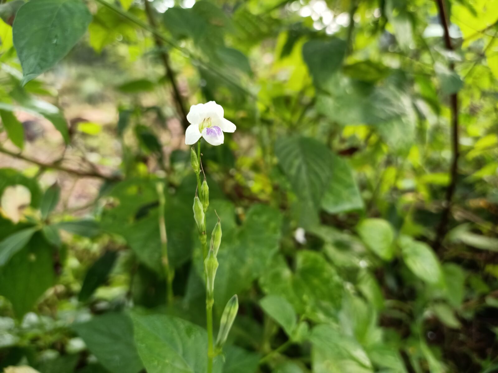 OPPO RENO3 sample photo. Wild plants, plant, nature photography