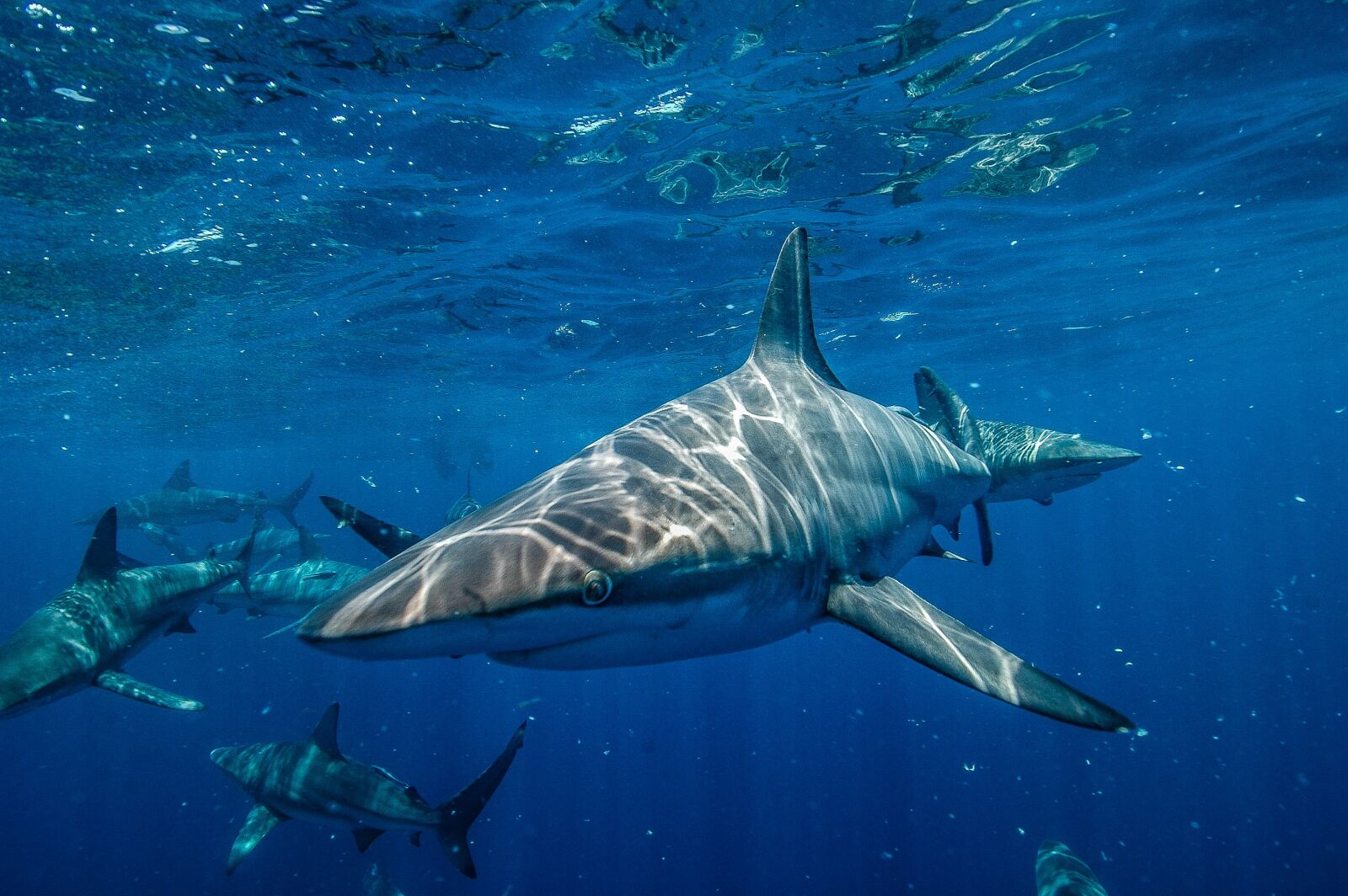 Nikon D70 sample photo. Shark, underwater, sea photography