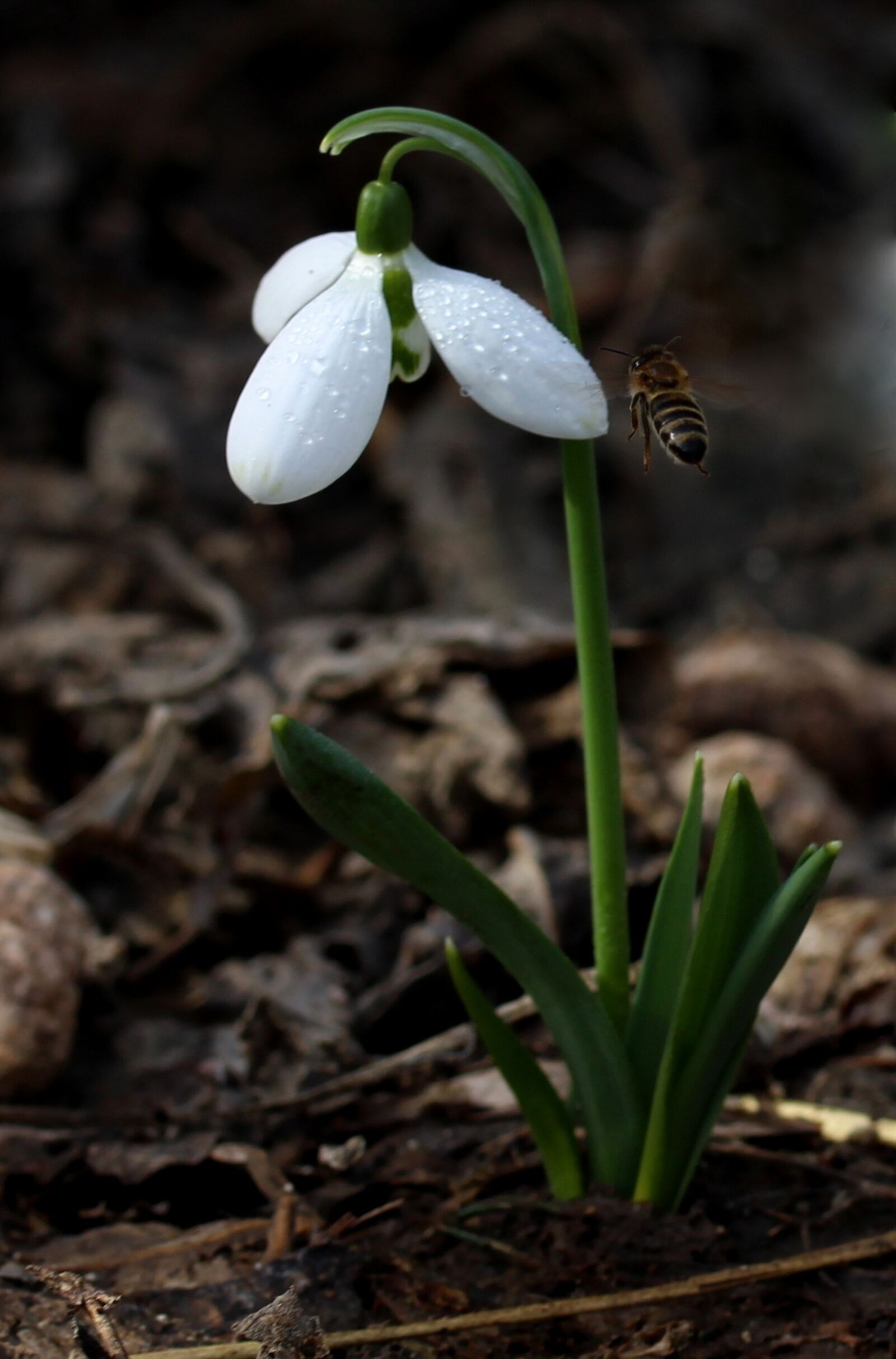 Canon EF-S 60mm F2.8 Macro USM sample photo. Snowdrop, white, spring photography