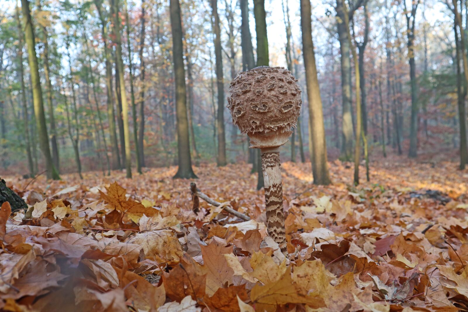 Canon EF-M 15-45mm F3.5-6.3 IS STM sample photo. Mushrooms, forest, nature photography