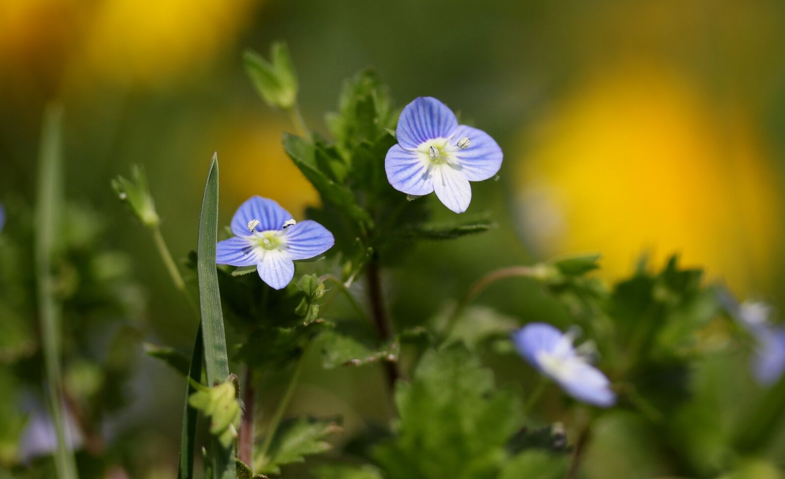 Canon EF-S 60mm F2.8 Macro USM sample photo. Flower, blue, small photography