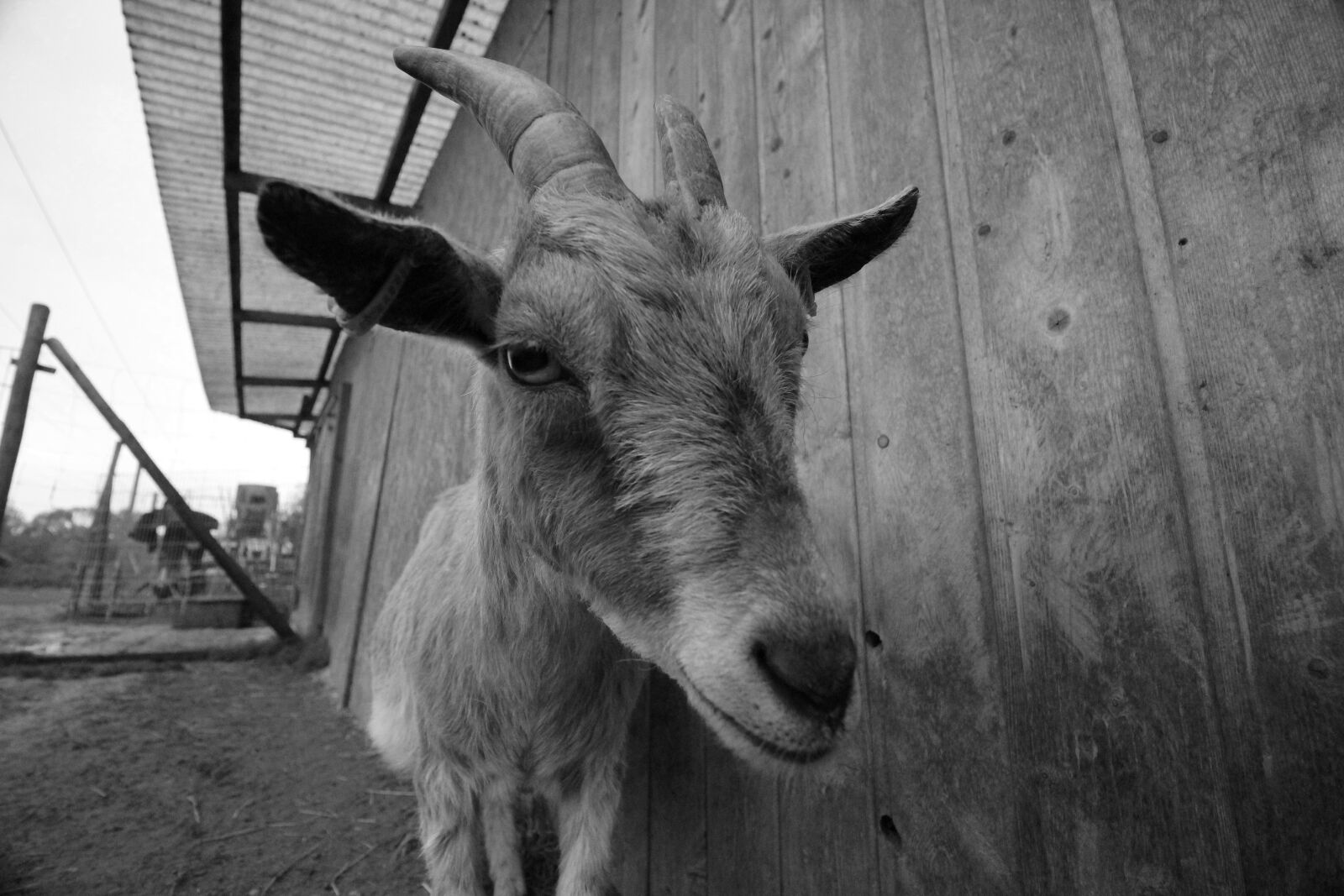Canon EOS 1200D (EOS Rebel T5 / EOS Kiss X70 / EOS Hi) + Canon EF-S 10-18mm F4.5–5.6 IS STM sample photo. Petting zoo, black and photography