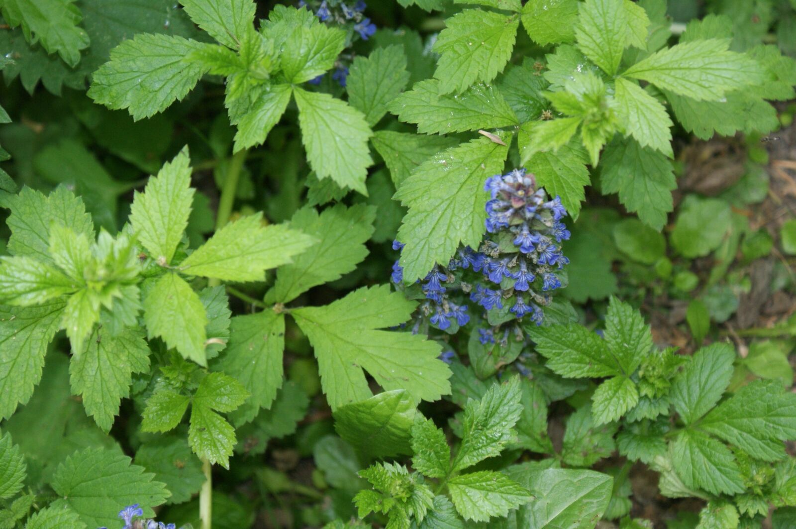 Sony Alpha DSLR-A350 sample photo. Nature, purple flower, plant photography