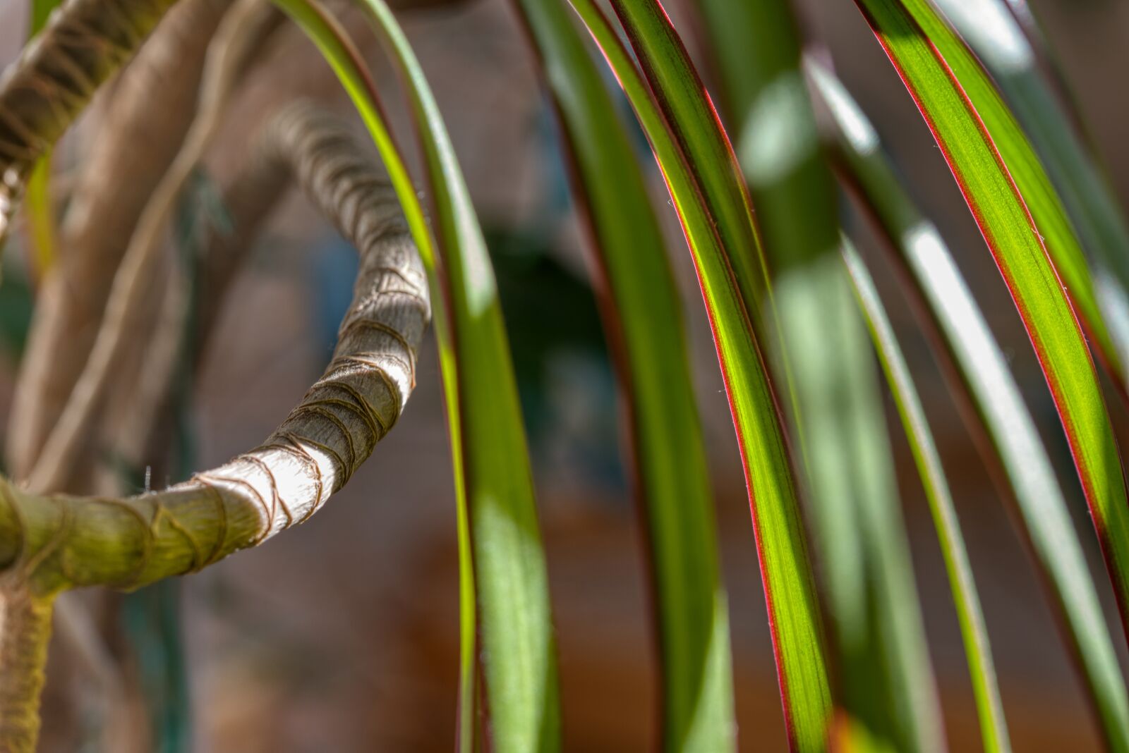 Nikon D750 sample photo. Houseplant, dracena, dragon tree photography