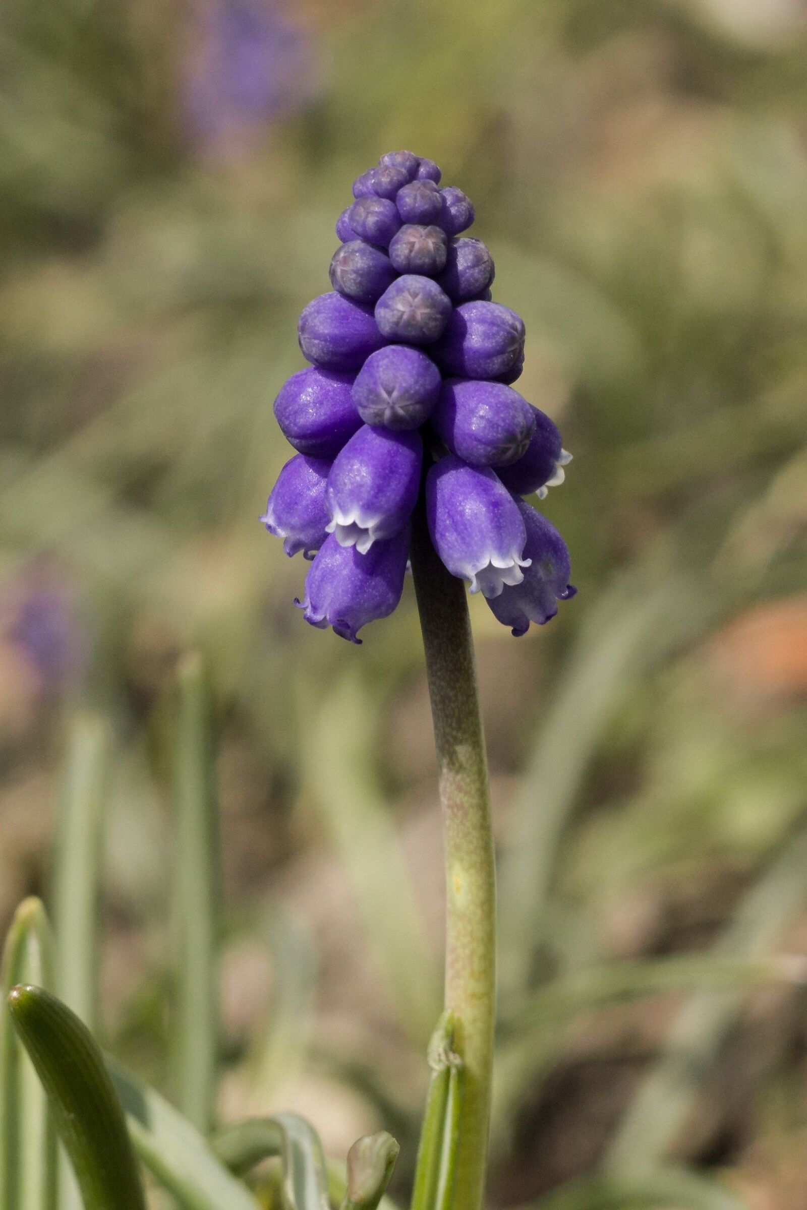 Canon EOS 550D (EOS Rebel T2i / EOS Kiss X4) + Canon EF 50mm F1.8 STM sample photo. Muscari, blossom, bloom photography