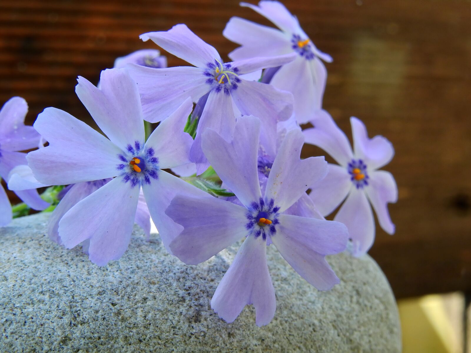 Nikon Coolpix P900 sample photo. Flower, blossom, bloom photography
