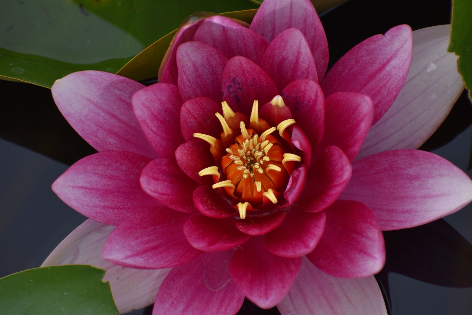 Nikon D3500 sample photo. Flowers, spring, flora photography