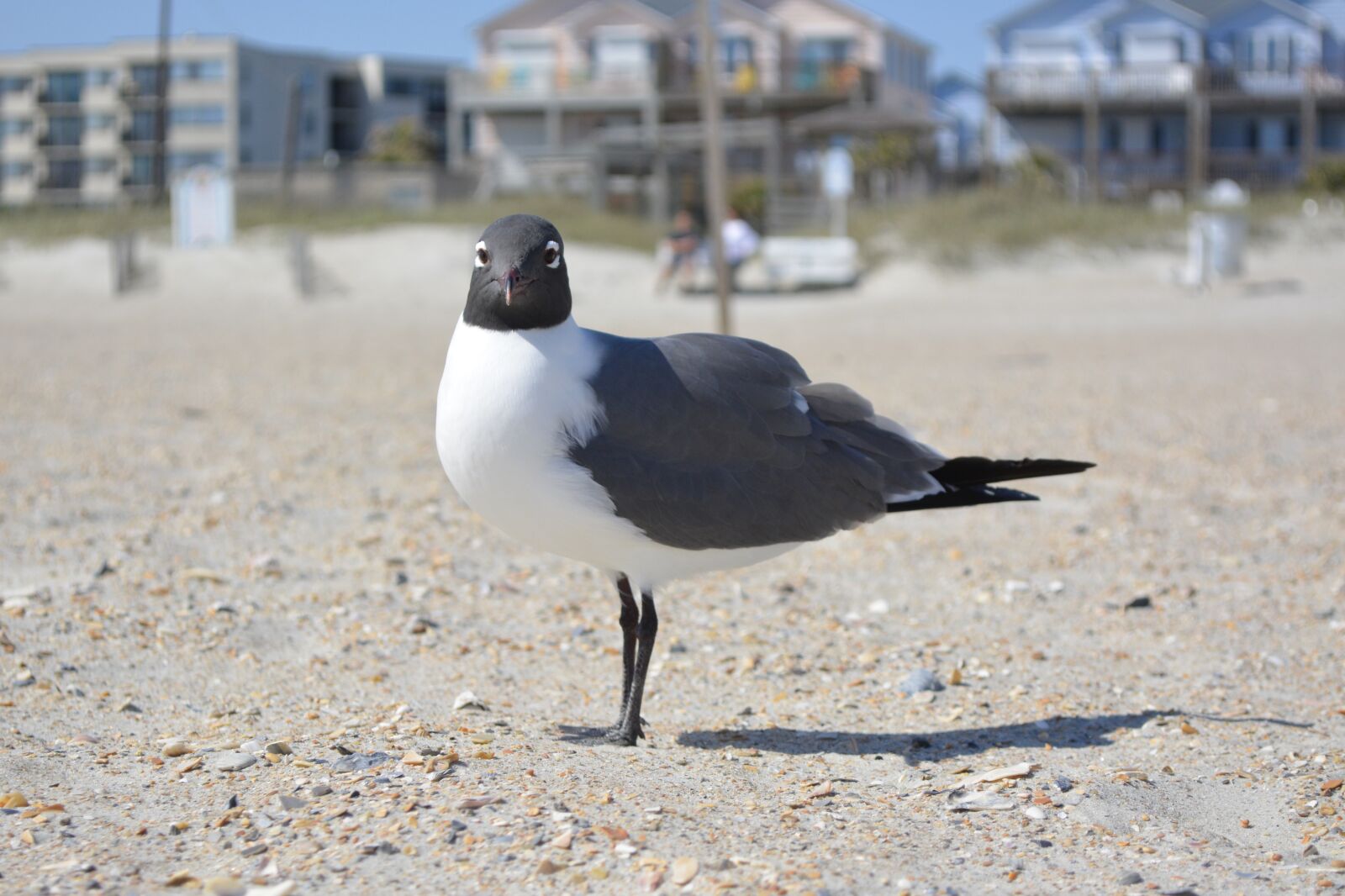Nikon D5200 sample photo. Seagull, laughing gull, crystal photography