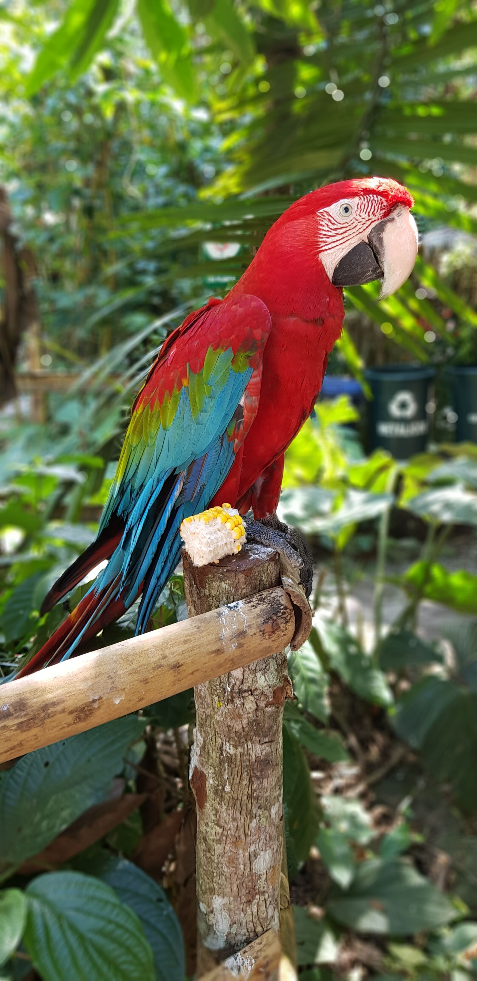 Samsung Galaxy S8+ sample photo. Tropical bird, nature, macaw photography
