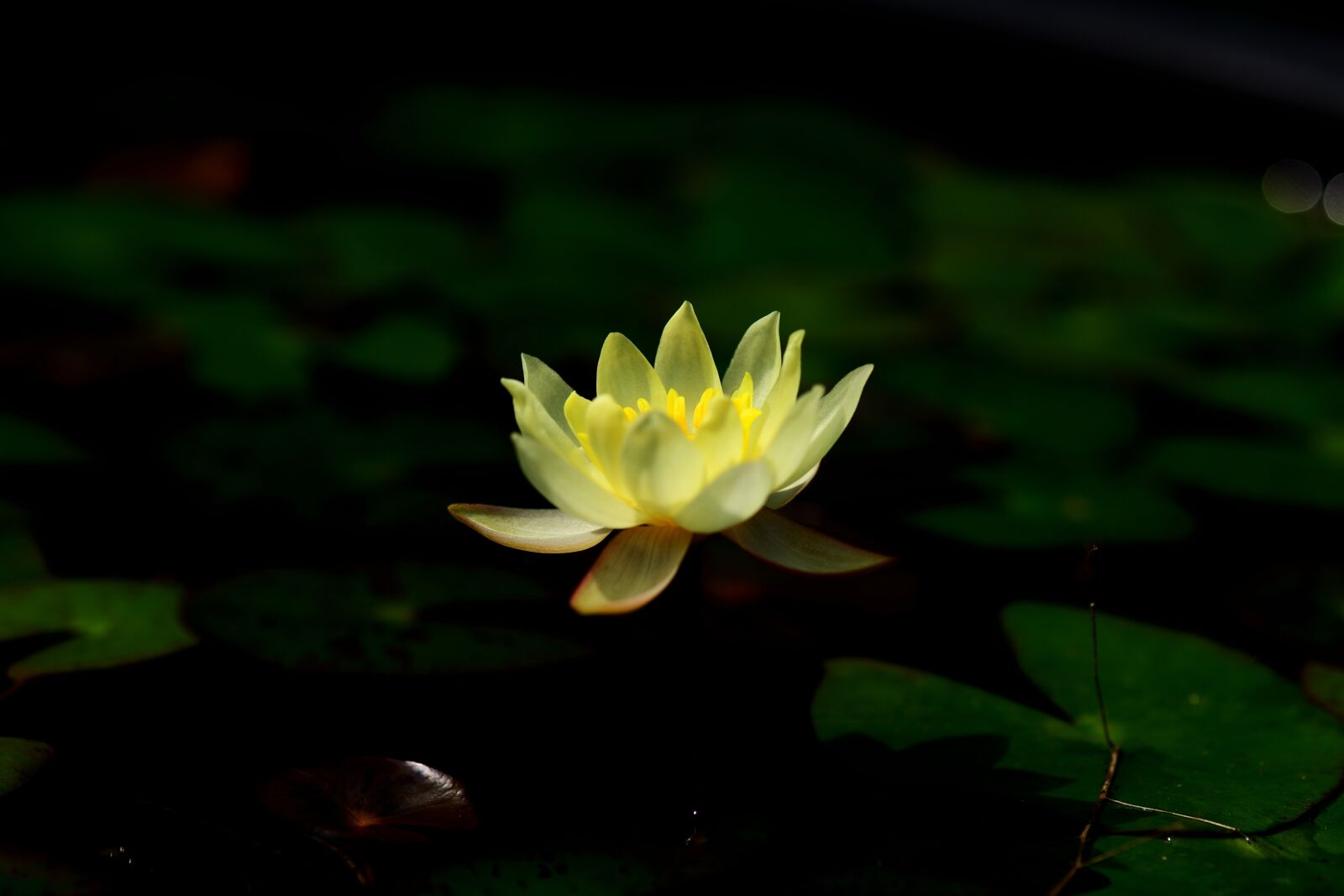 Nikon D800 sample photo. Plant, nymphaea tetragona, light photography