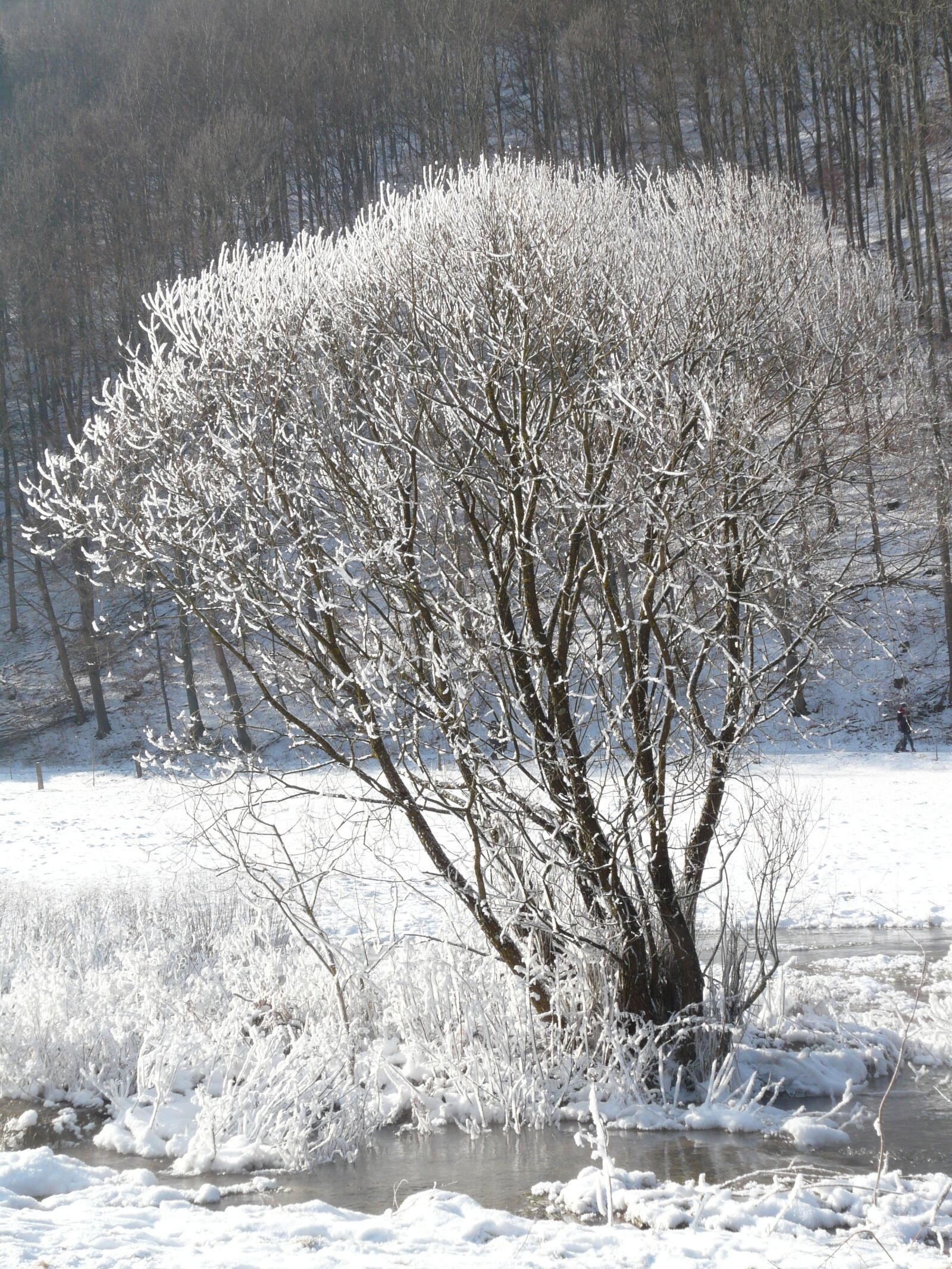 Panasonic DMC-FZ18 sample photo. Tree, hoarfrost, snow photography