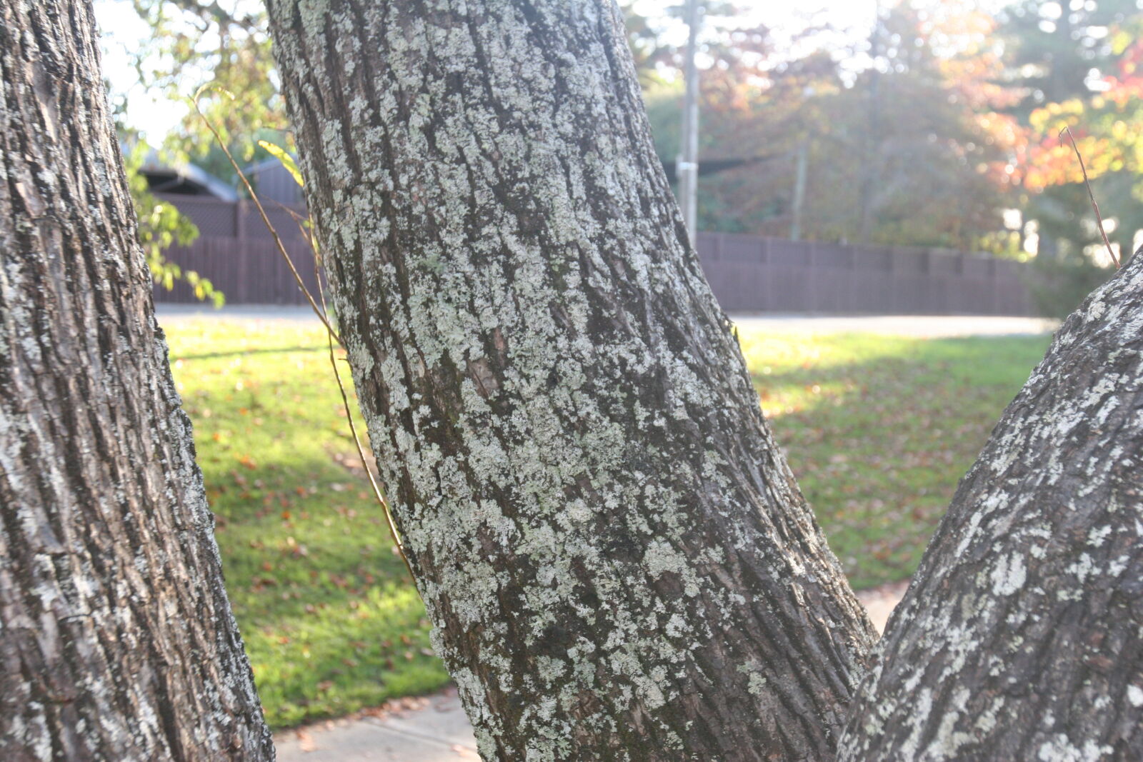 Canon EOS 20D sample photo. Light, soft, background, sun photography