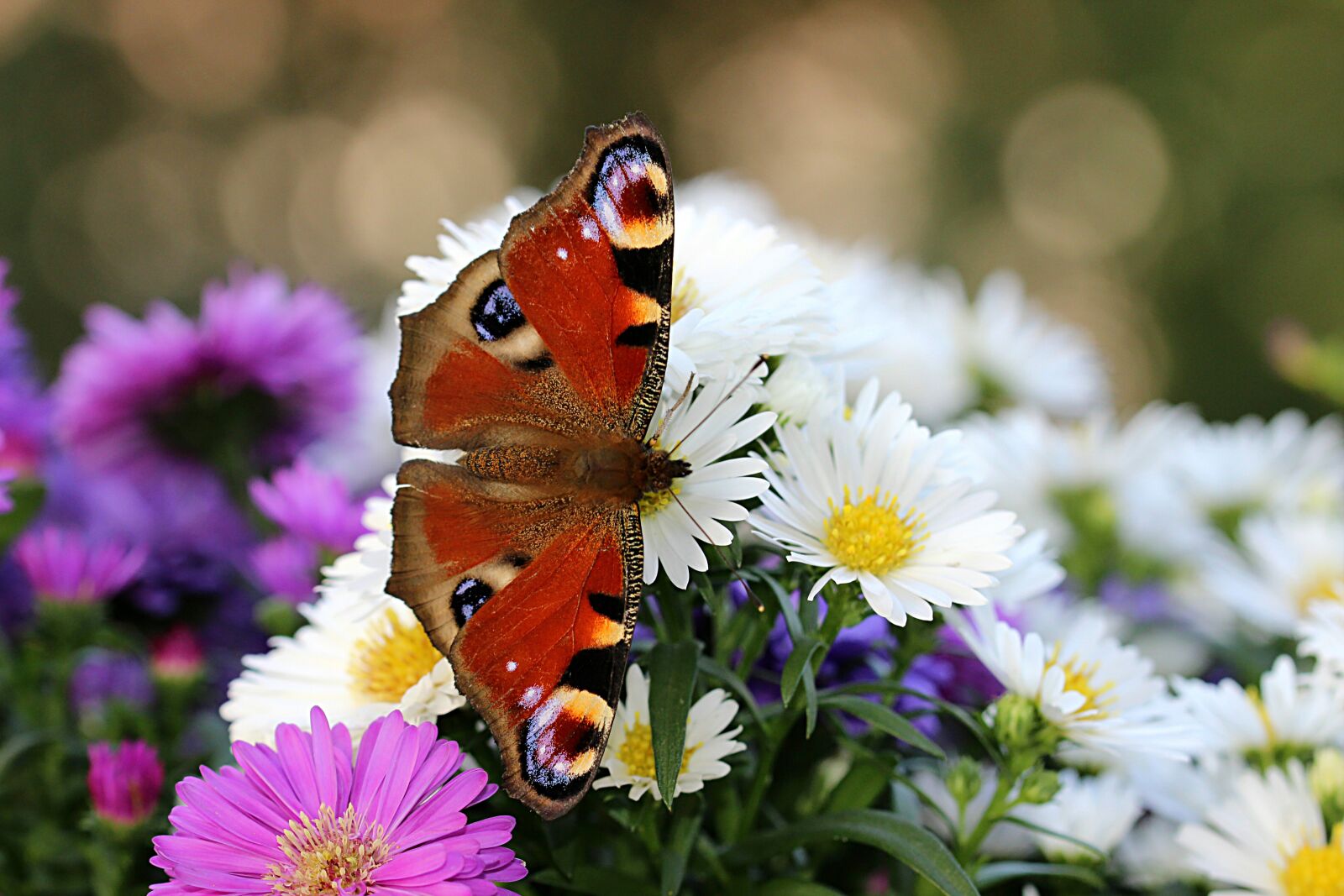 Canon EOS 600D (Rebel EOS T3i / EOS Kiss X5) sample photo. Butterfly, flowers, nature photography