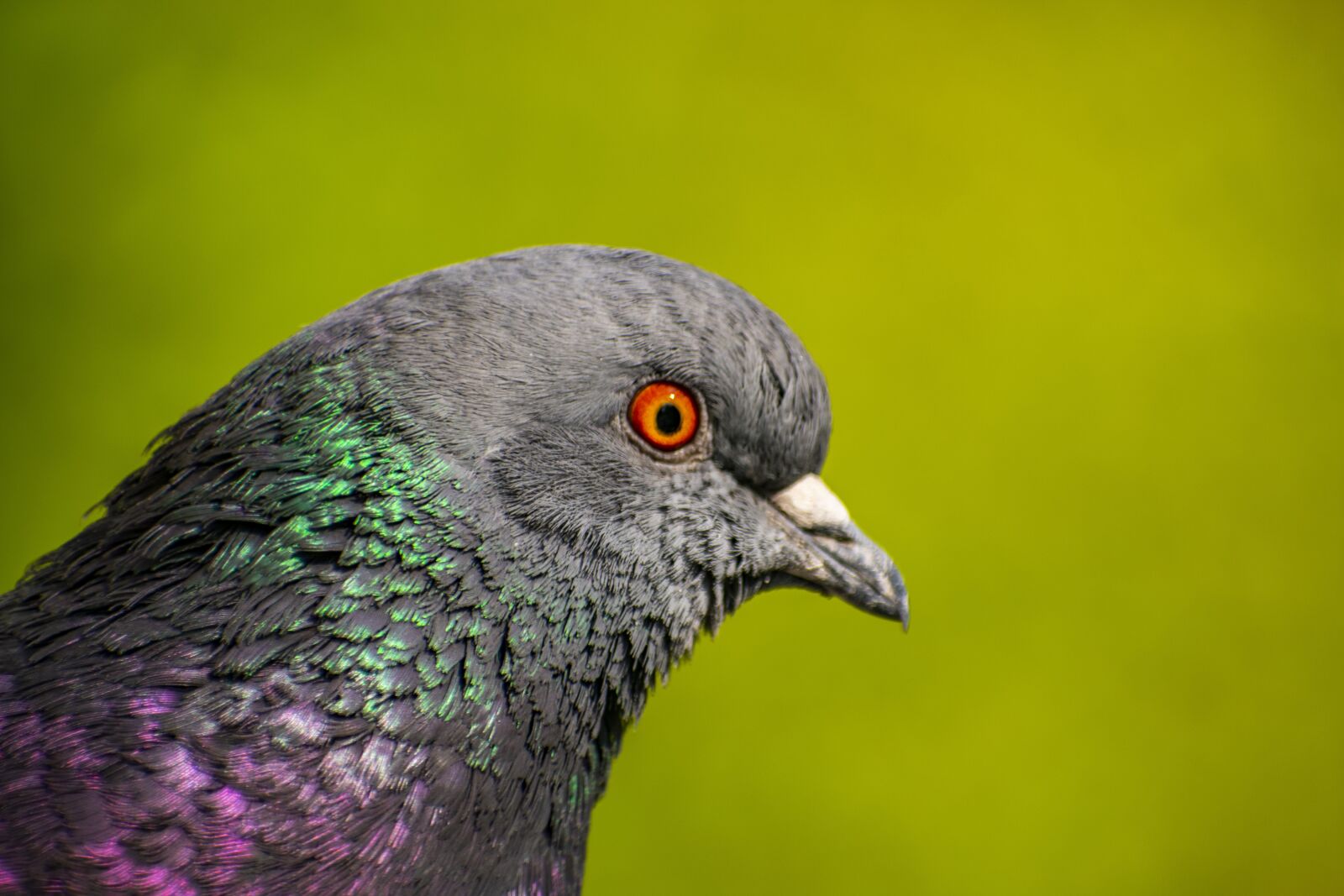 Nikon D3400 sample photo. Pigeon, bird, nature photography
