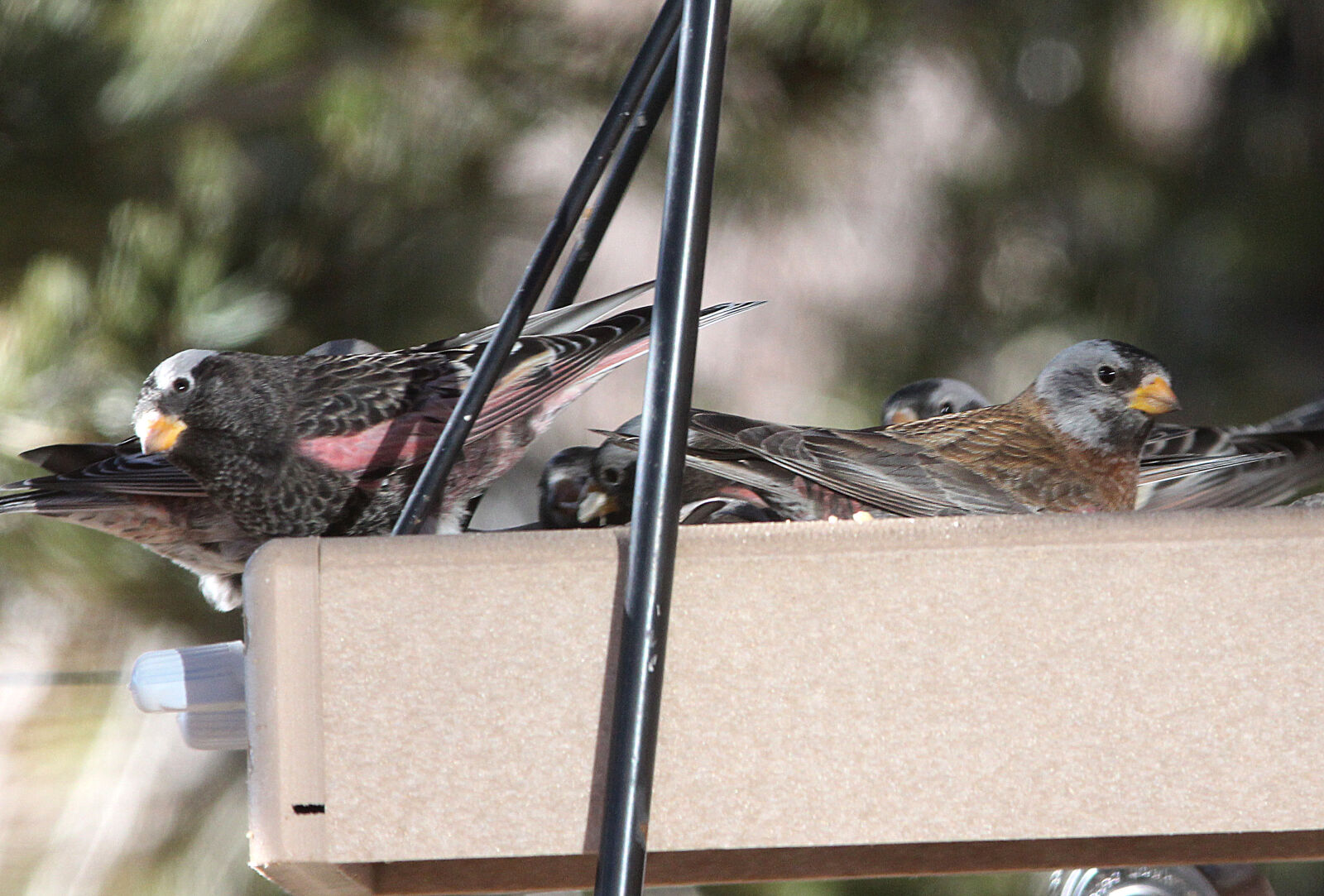 Canon EOS 650D (EOS Rebel T4i / EOS Kiss X6i) + Canon EF 300mm F4L IS USM sample photo