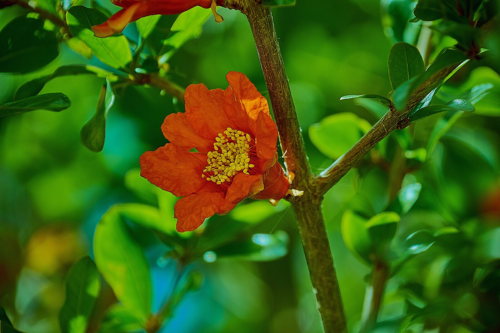 Nikon D7200 sample photo. Maxima rubra, flower, spring photography