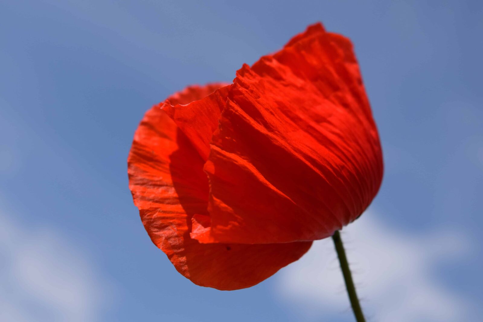 Nikon D3300 sample photo. Nature, sky, poppy, blue photography