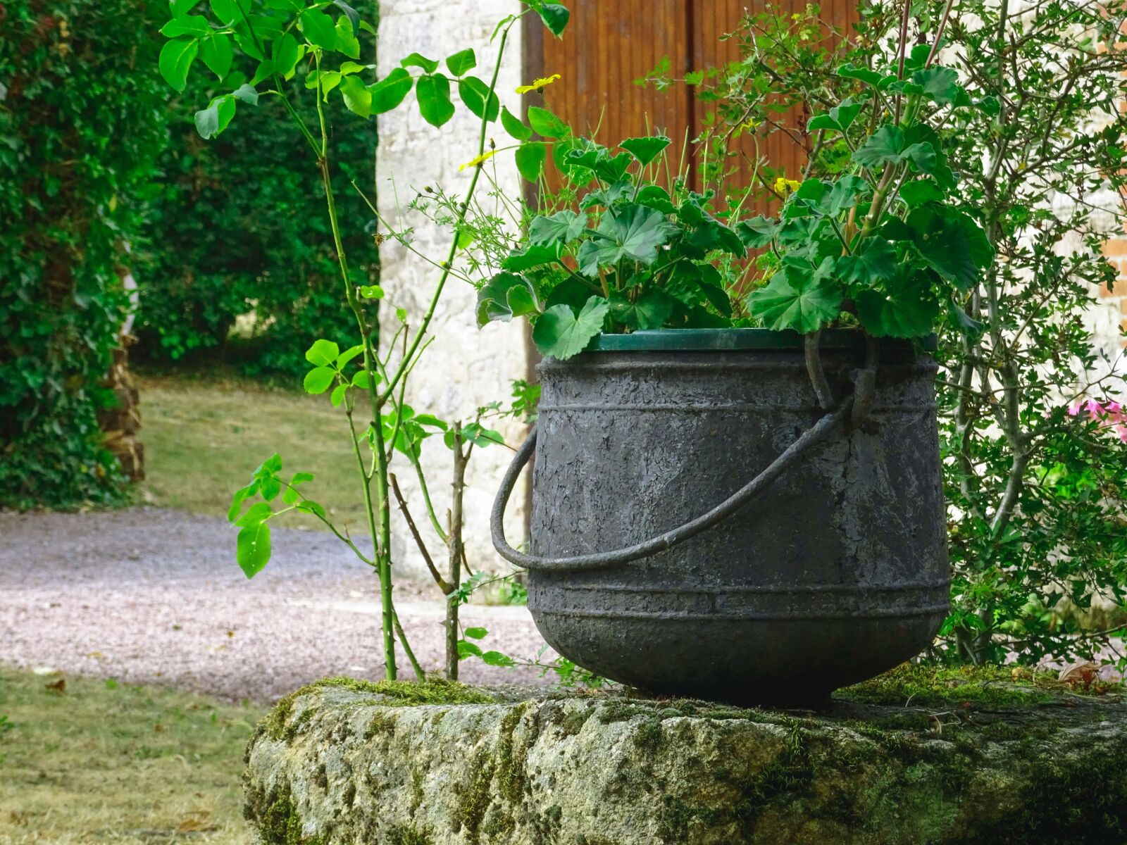 Sony Cyber-shot DSC-HX90V sample photo. Plant, garden, flower photography