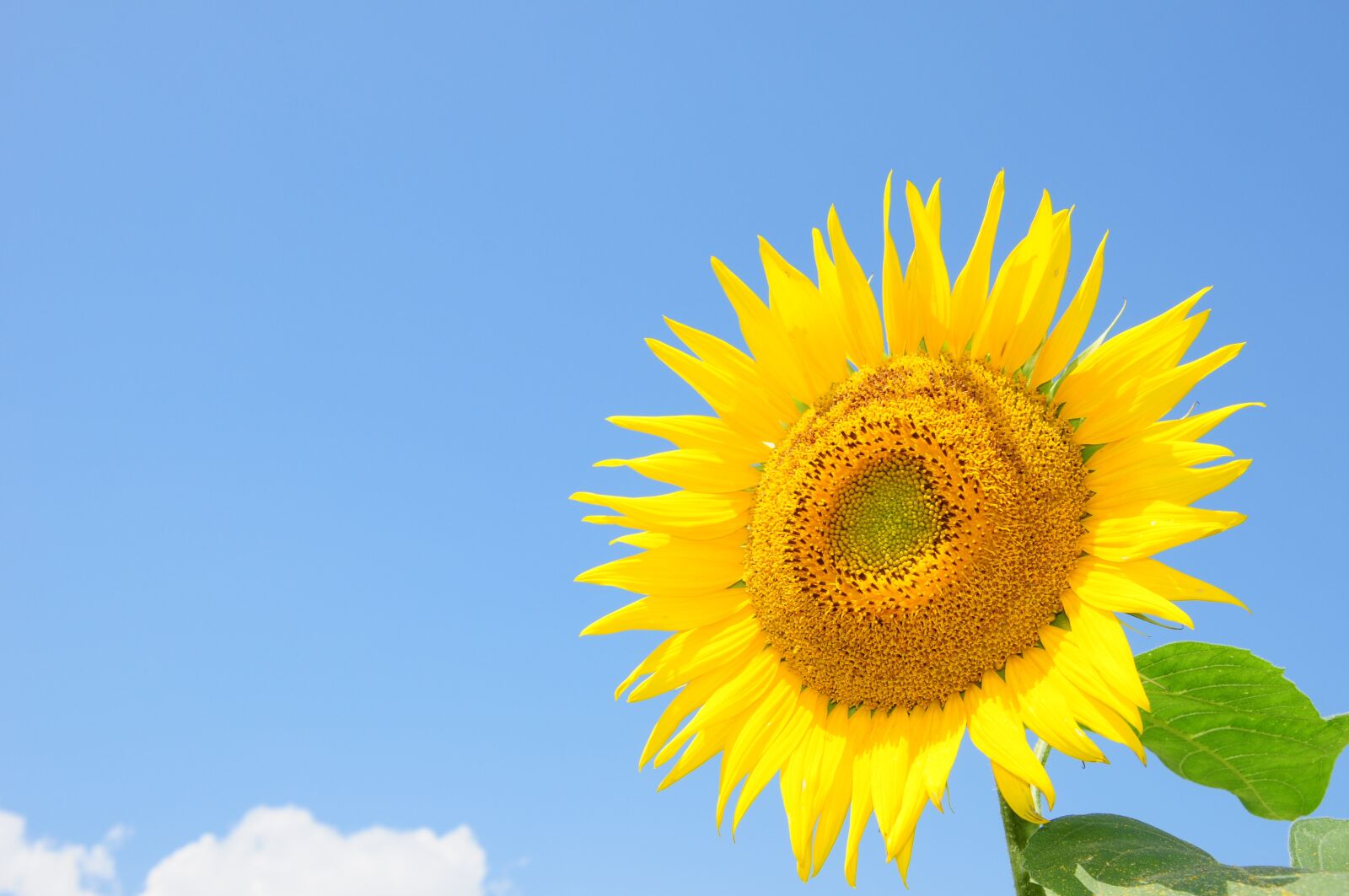 Nikon D300 sample photo. Sunflower, summer flowers, yellow photography