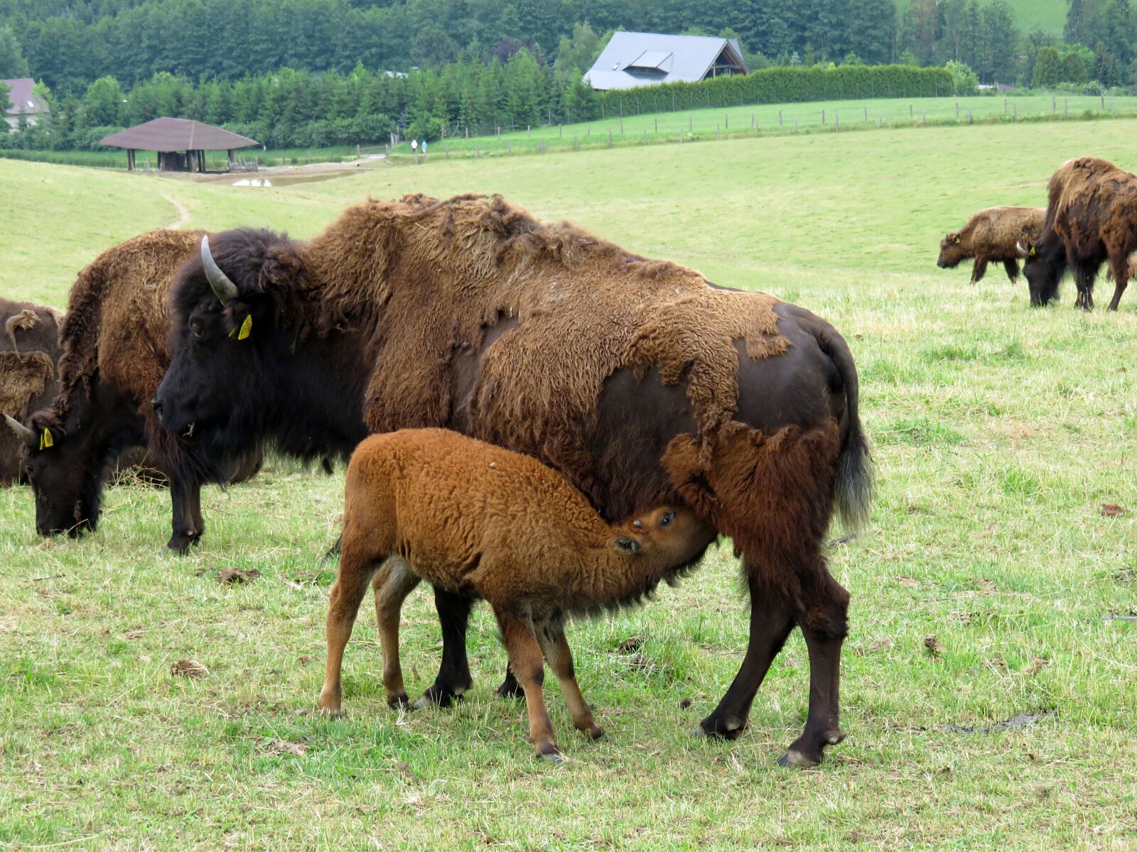 Canon PowerShot SX710 HS sample photo. Wisent, wildlife park, buffalo photography