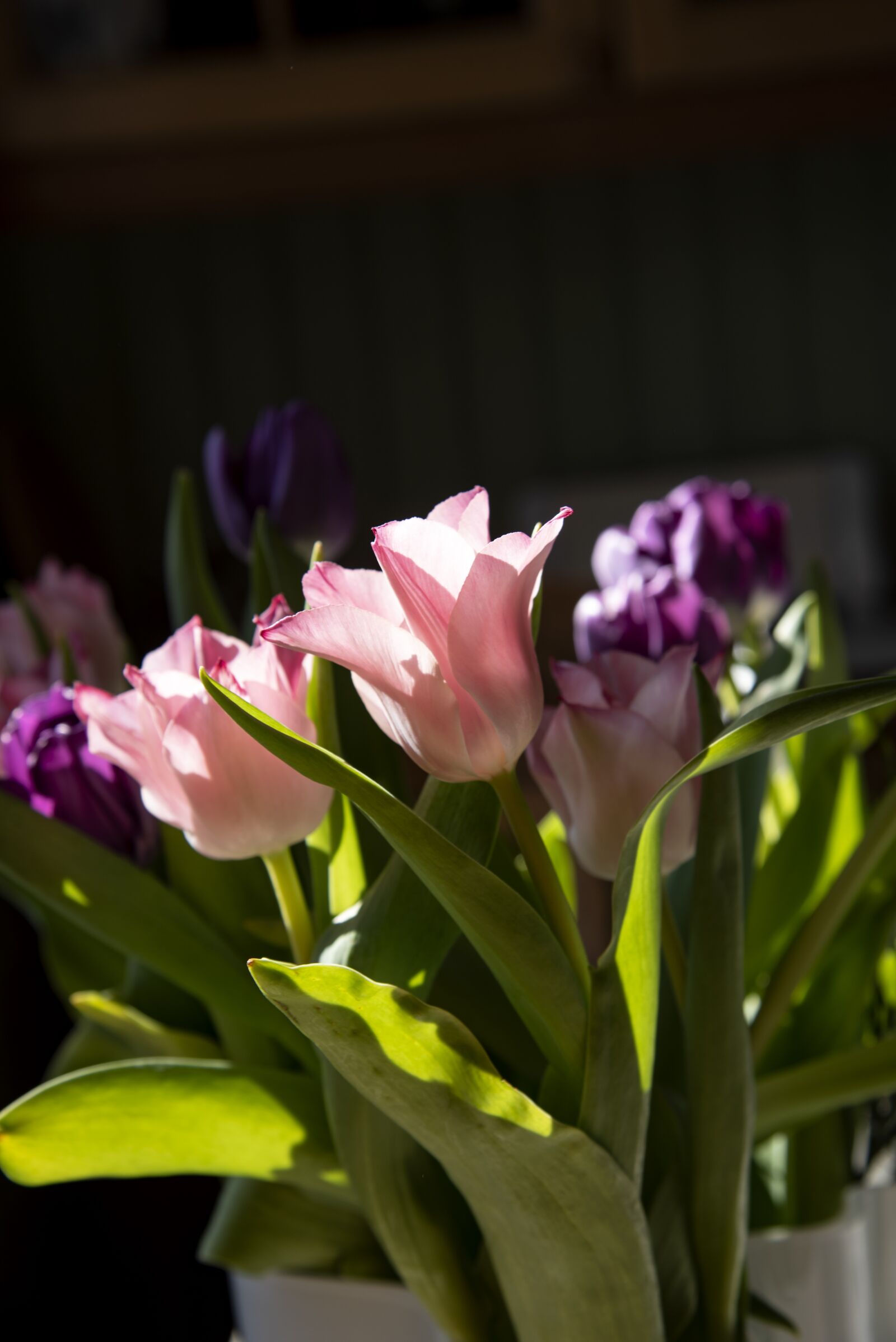 Nikon D750 sample photo. Tulip, french tulip, tulips photography