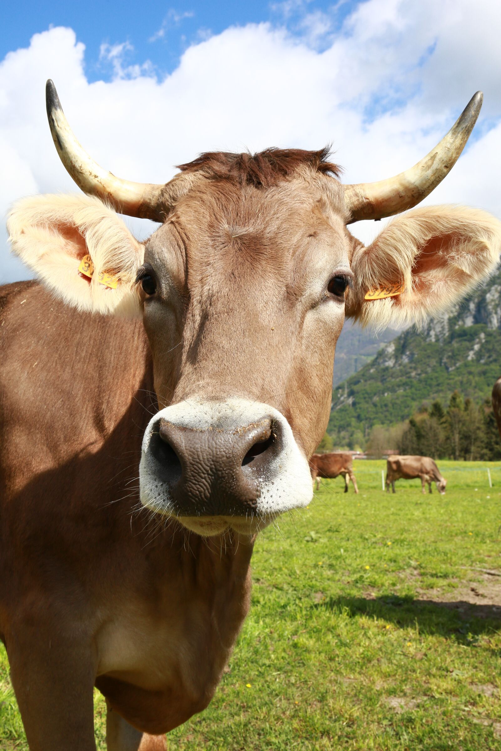 Canon EOS 5D Mark III sample photo. Bovino, cow, animals photography