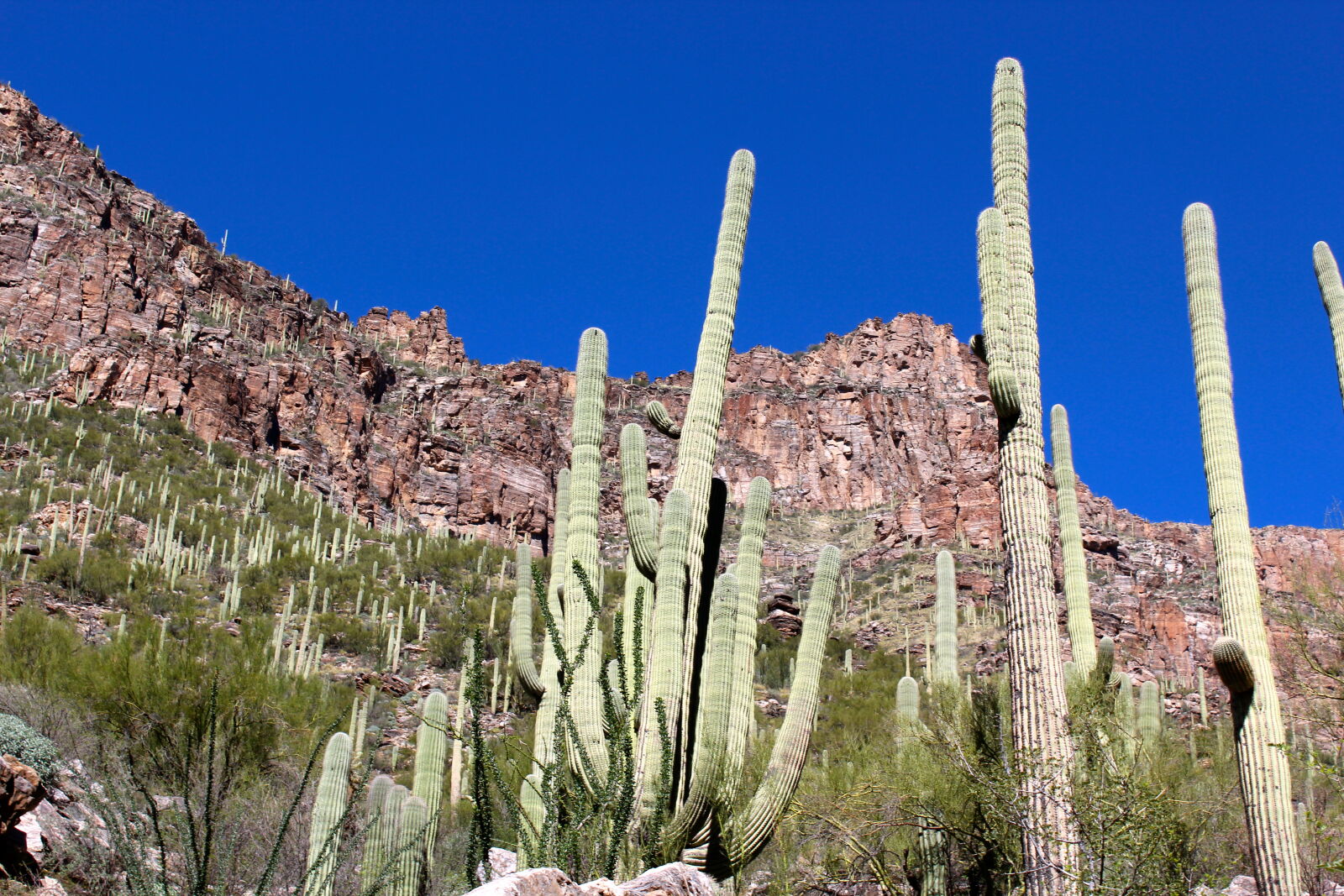 Canon EOS 1200D (EOS Rebel T5 / EOS Kiss X70 / EOS Hi) sample photo. Cactus, desert, green, hiker photography