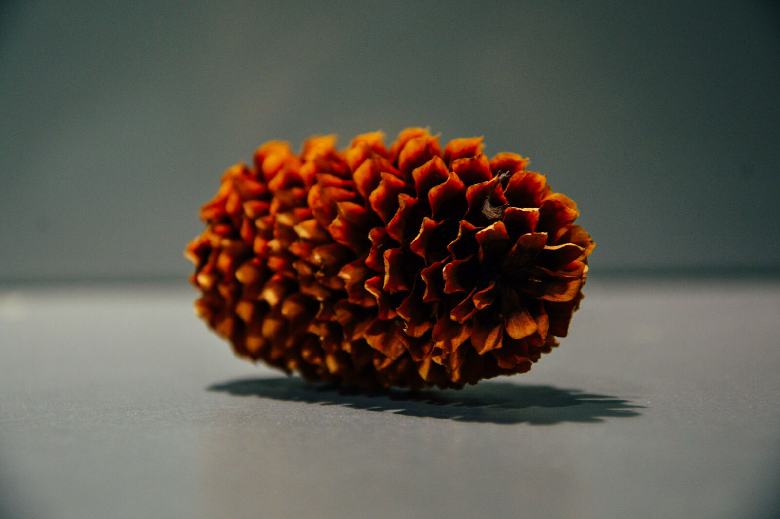 Nikon D3200 sample photo. Pine, cone photography