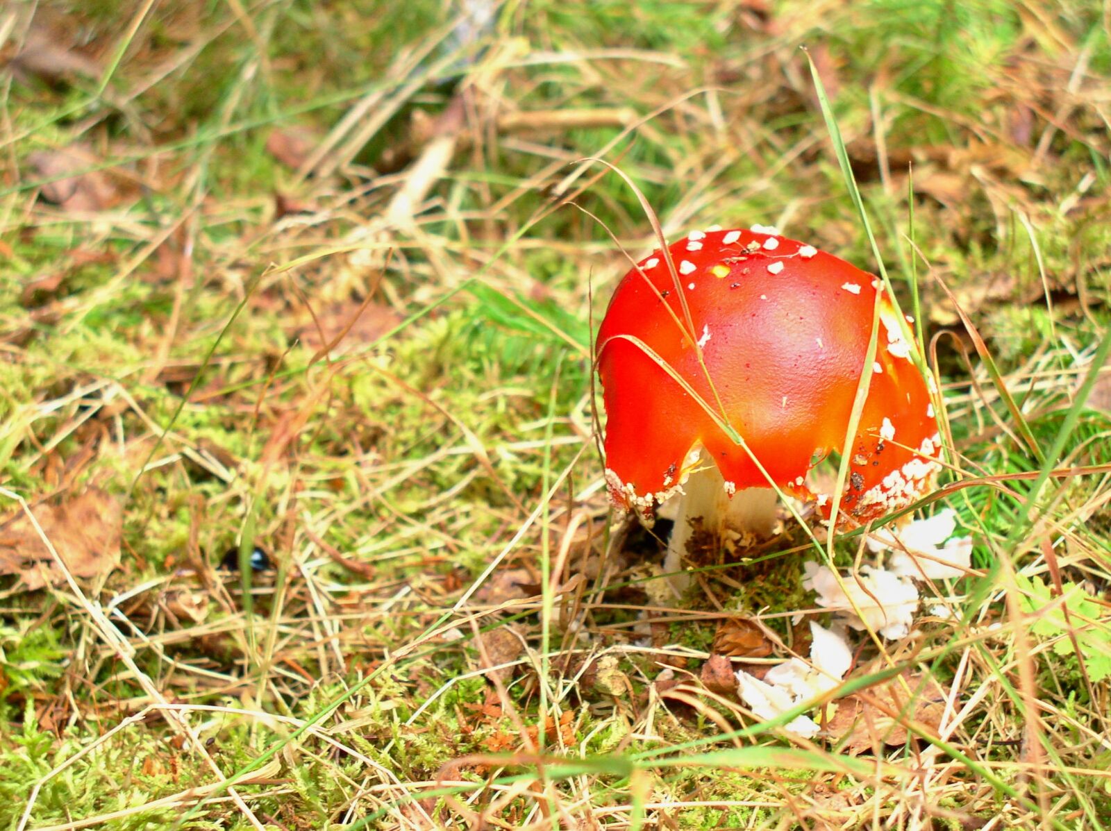Olympus C4100Z,C4000Z sample photo. Fungus, forest, needles photography