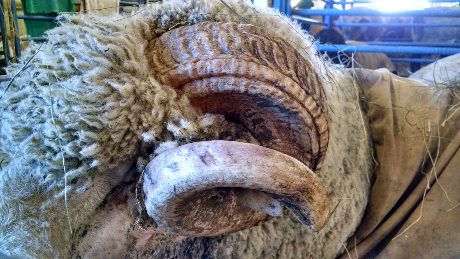 Motorola Moto X (1st Gen) sample photo. Animal, horns, sheep photography