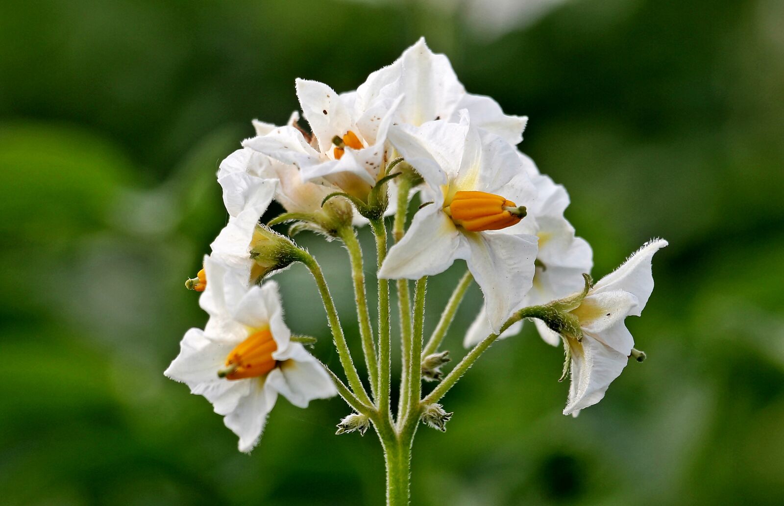 Canon EOS 550D (EOS Rebel T2i / EOS Kiss X4) sample photo. Potato blossoms, potato, solanum photography