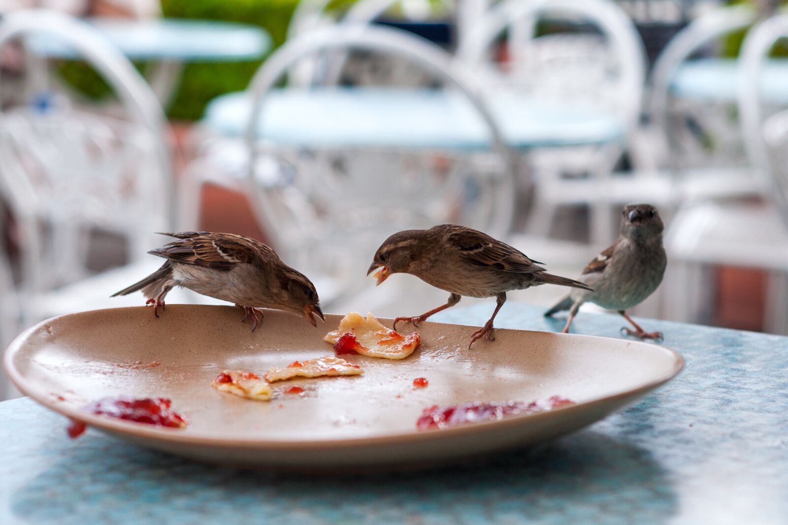 Nikon D90 sample photo. Bird, plate, restaurant photography