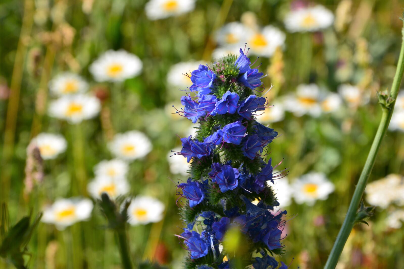 Nikon D7100 sample photo. Flower, nature, summer photography
