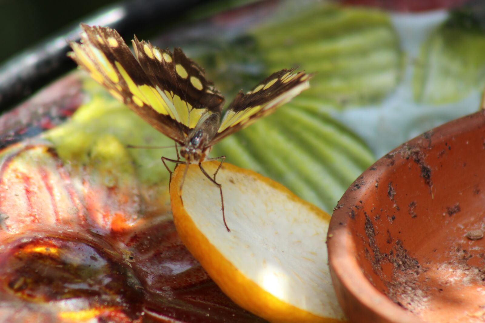 Canon EF 75-300mm f/4-5.6 sample photo. Butterfly, insect, summer photography