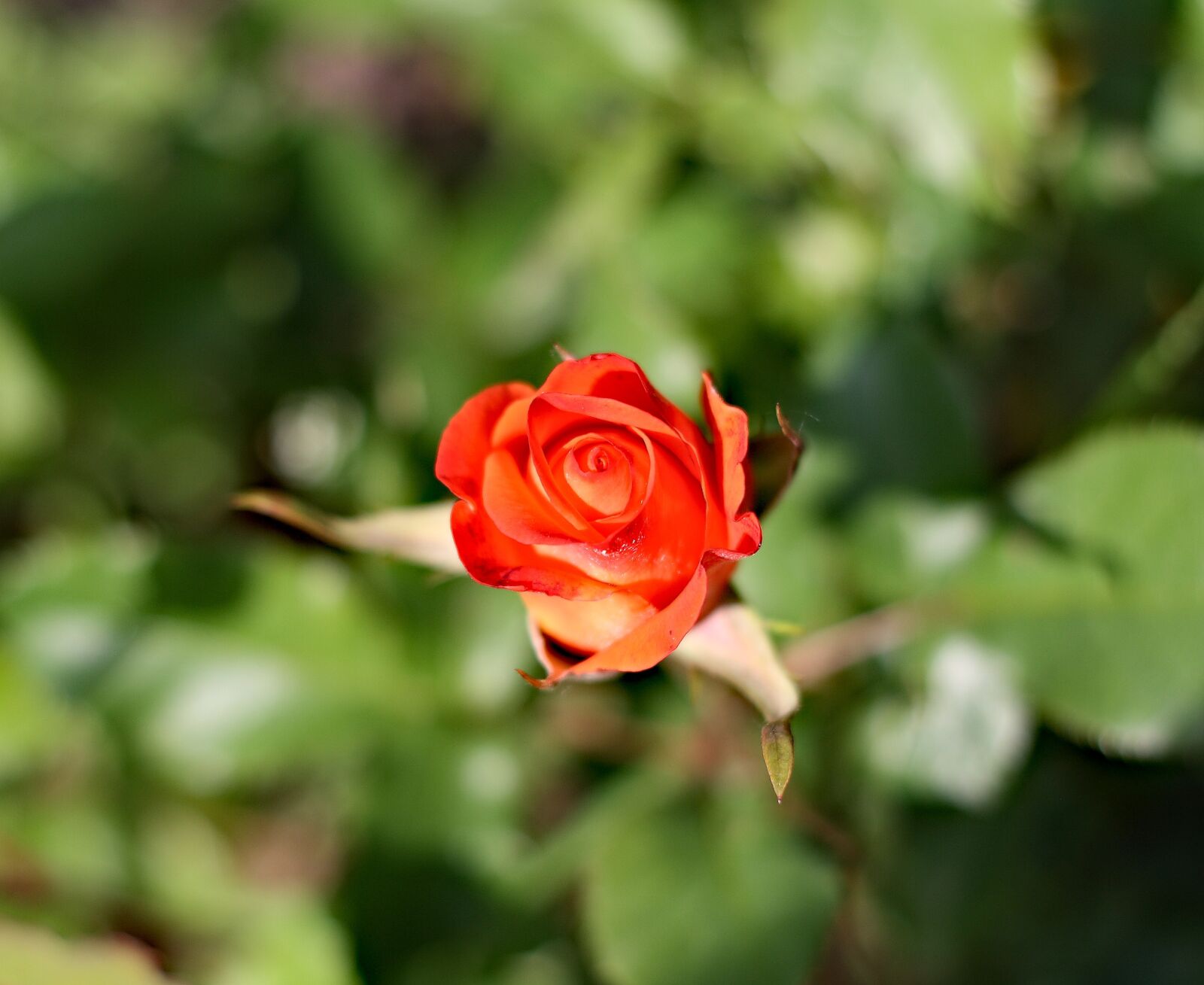 Canon EOS 1000D (EOS Digital Rebel XS / EOS Kiss F) sample photo. Rose on a green photography