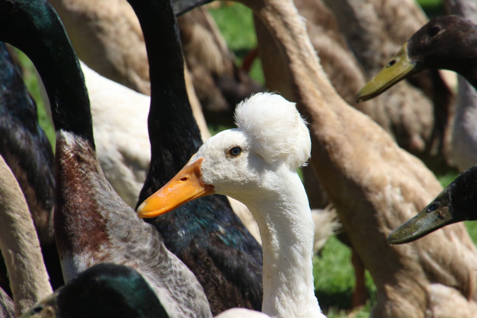 Canon EOS 7D Mark II sample photo. Animals, beak, birds, brown photography