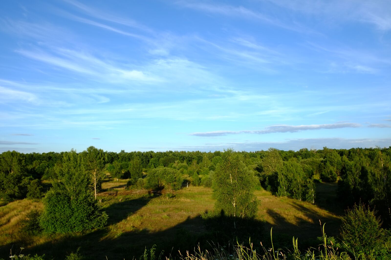 Fujifilm X-E1 sample photo. Forest, trees, sky photography