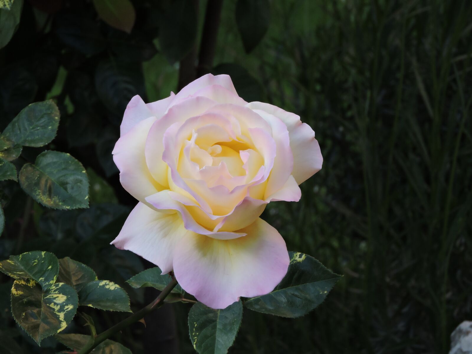 Nikon Coolpix P600 sample photo. Rosa, garden, spring photography