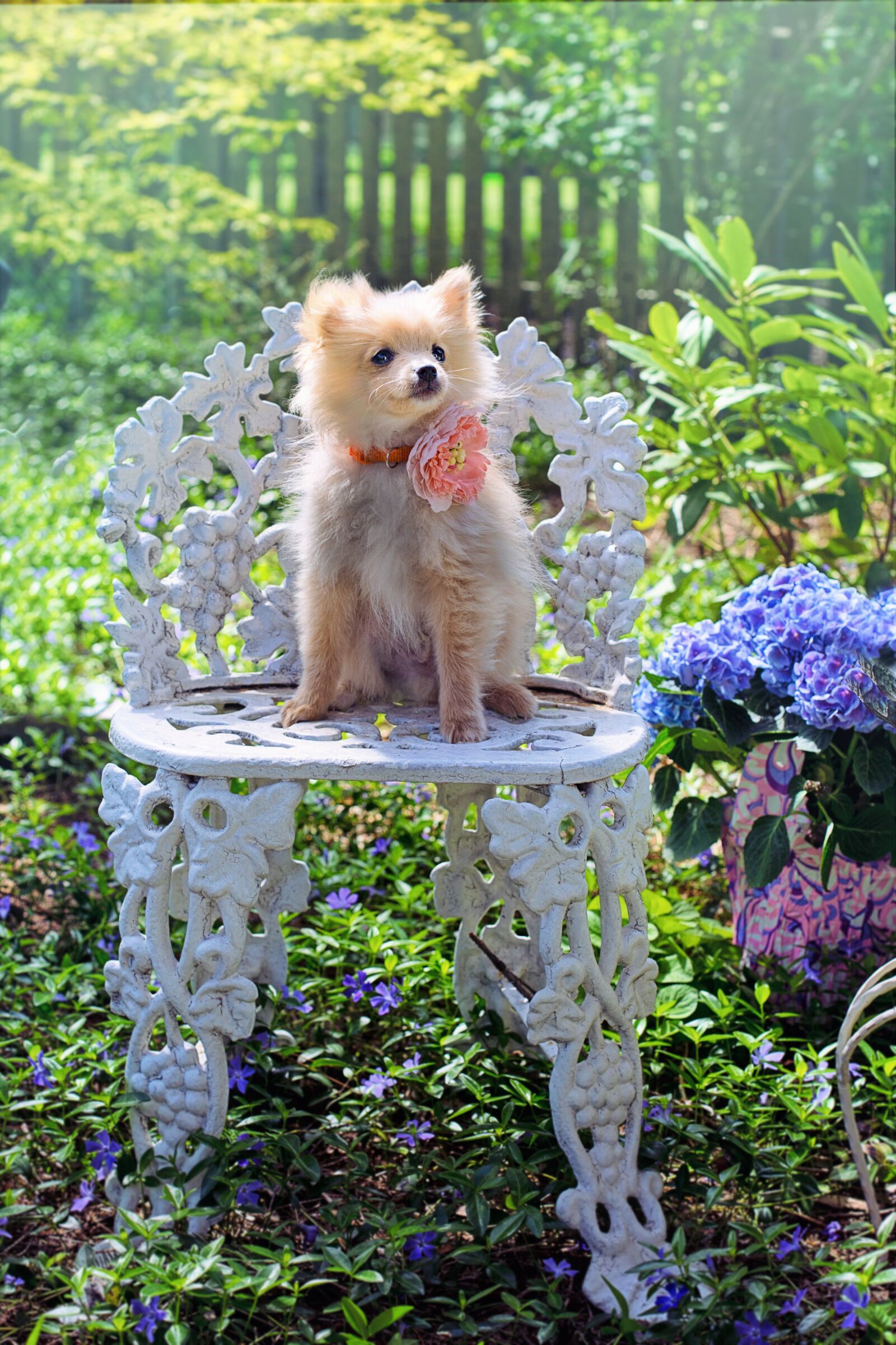 Canon EF 50mm F1.4 USM sample photo. Dog, puppy, pomeranian photography