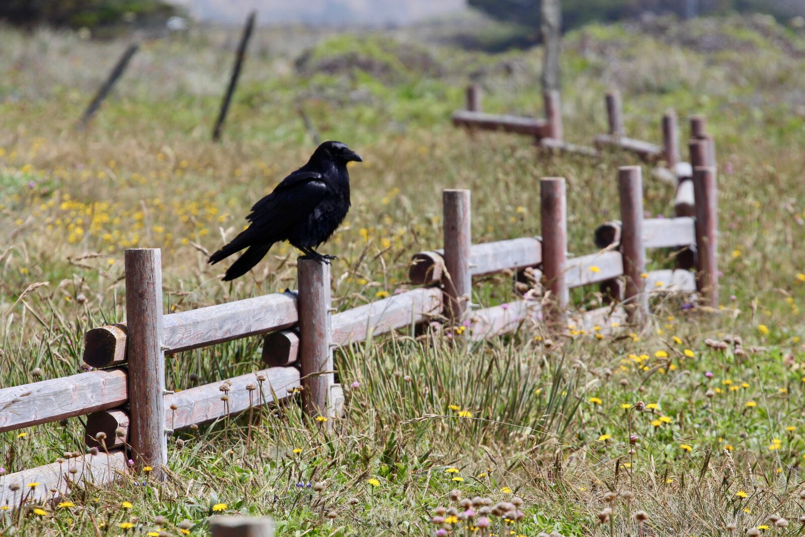 Canon EOS 650D (EOS Rebel T4i / EOS Kiss X6i) sample photo. Crow, raven, bird photography