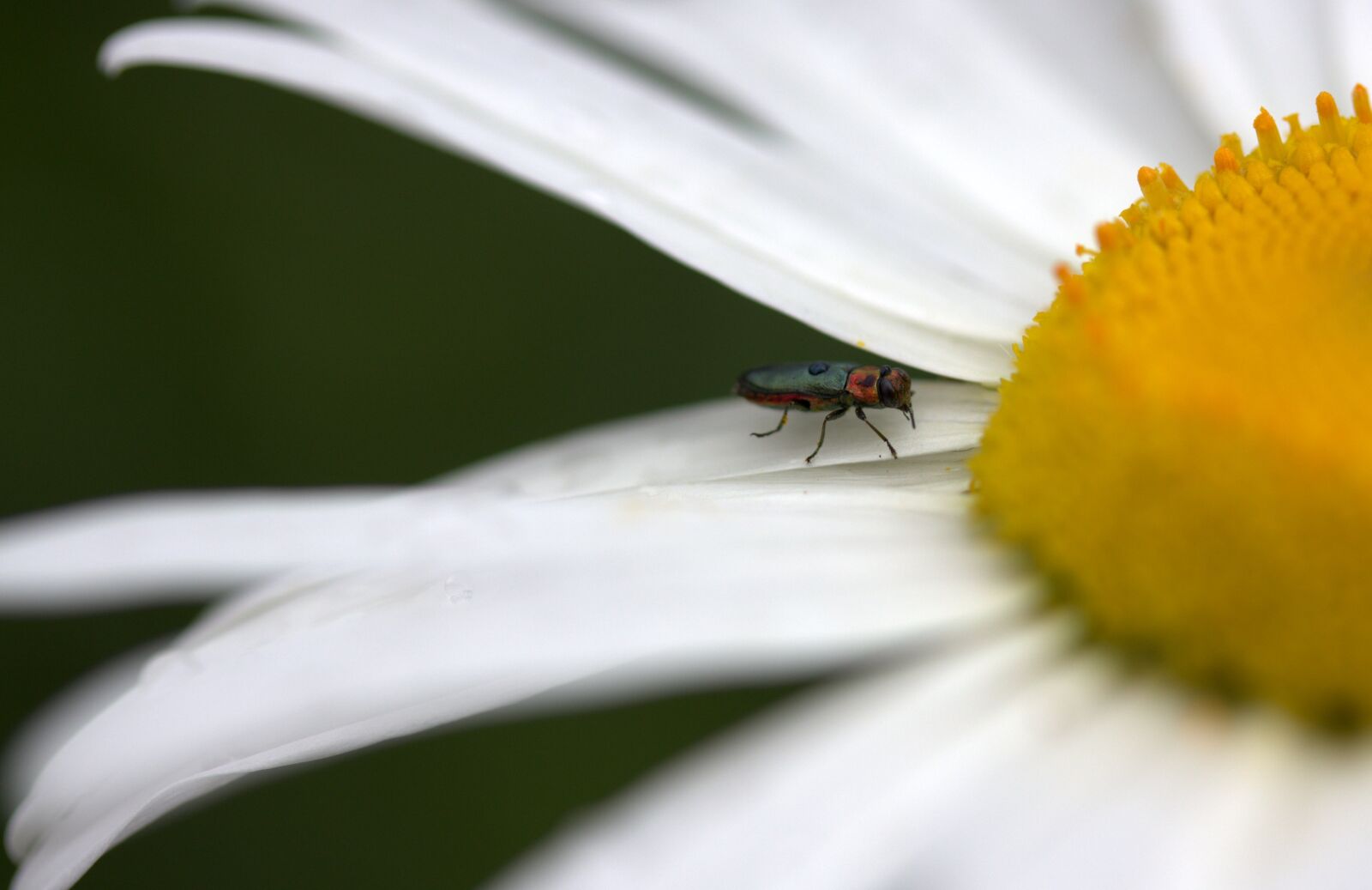 Canon EF-S 60mm F2.8 Macro USM sample photo. Insecta, flower, daisy photography
