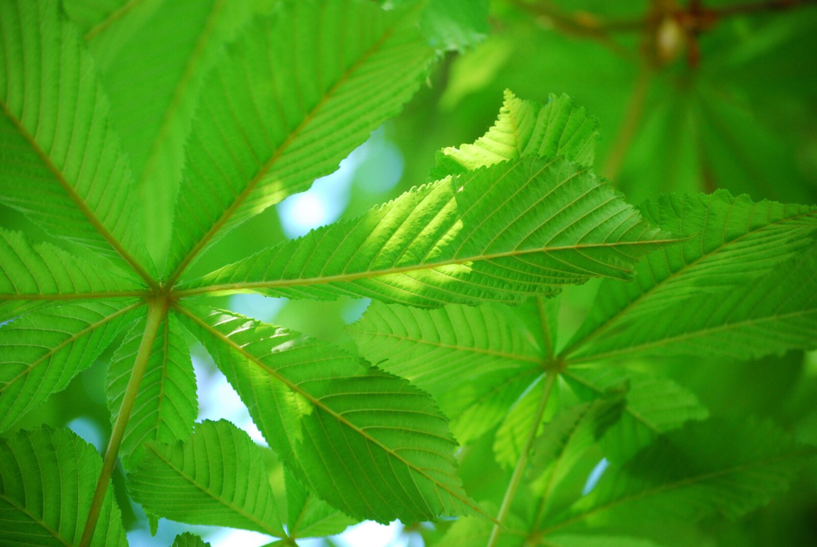 Nikon D60 sample photo. Green, foliage, kastanjträd photography