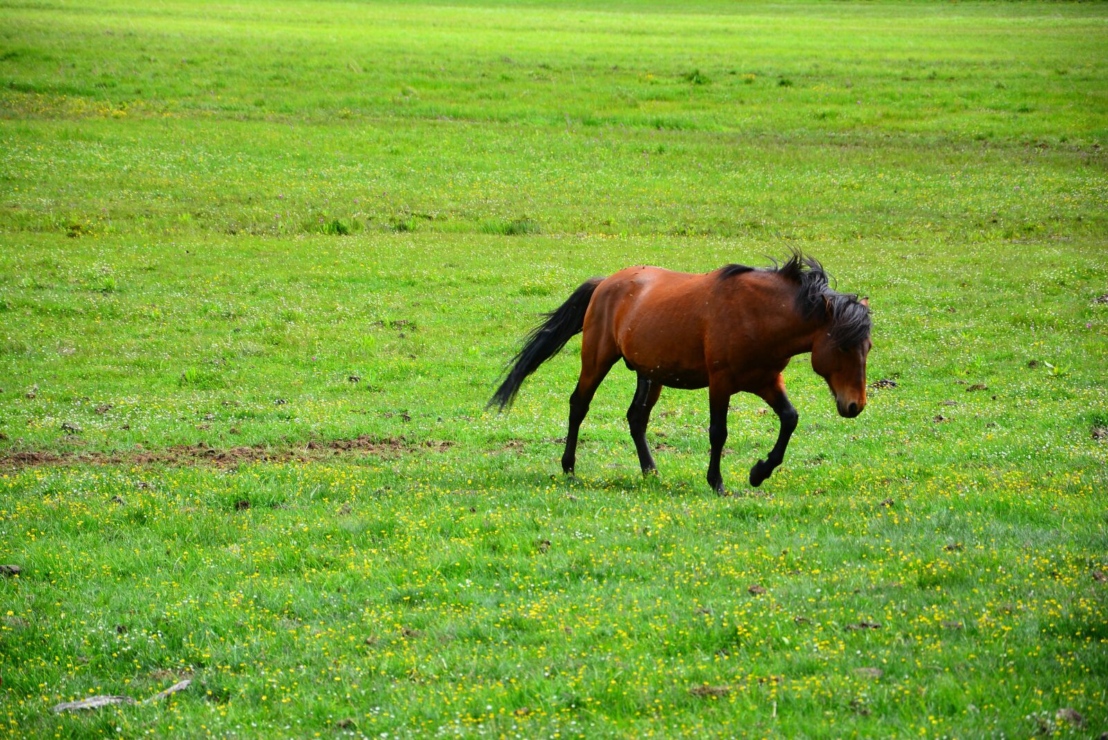 Nikon D7100 sample photo. The scenery, shangri-la's, pudacuo photography