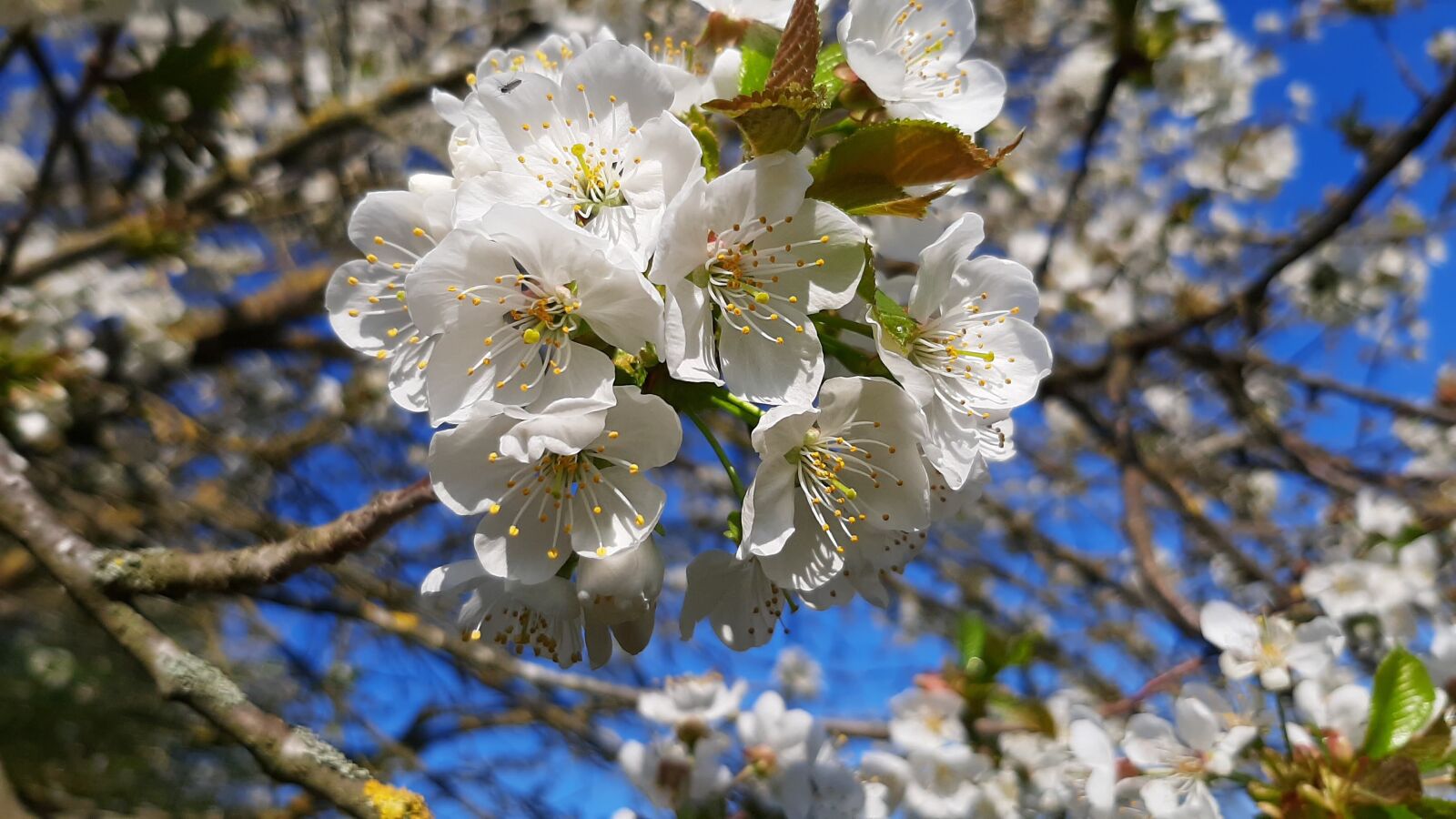 Samsung Galaxy A50 sample photo. Flowers, tree, cherry photography
